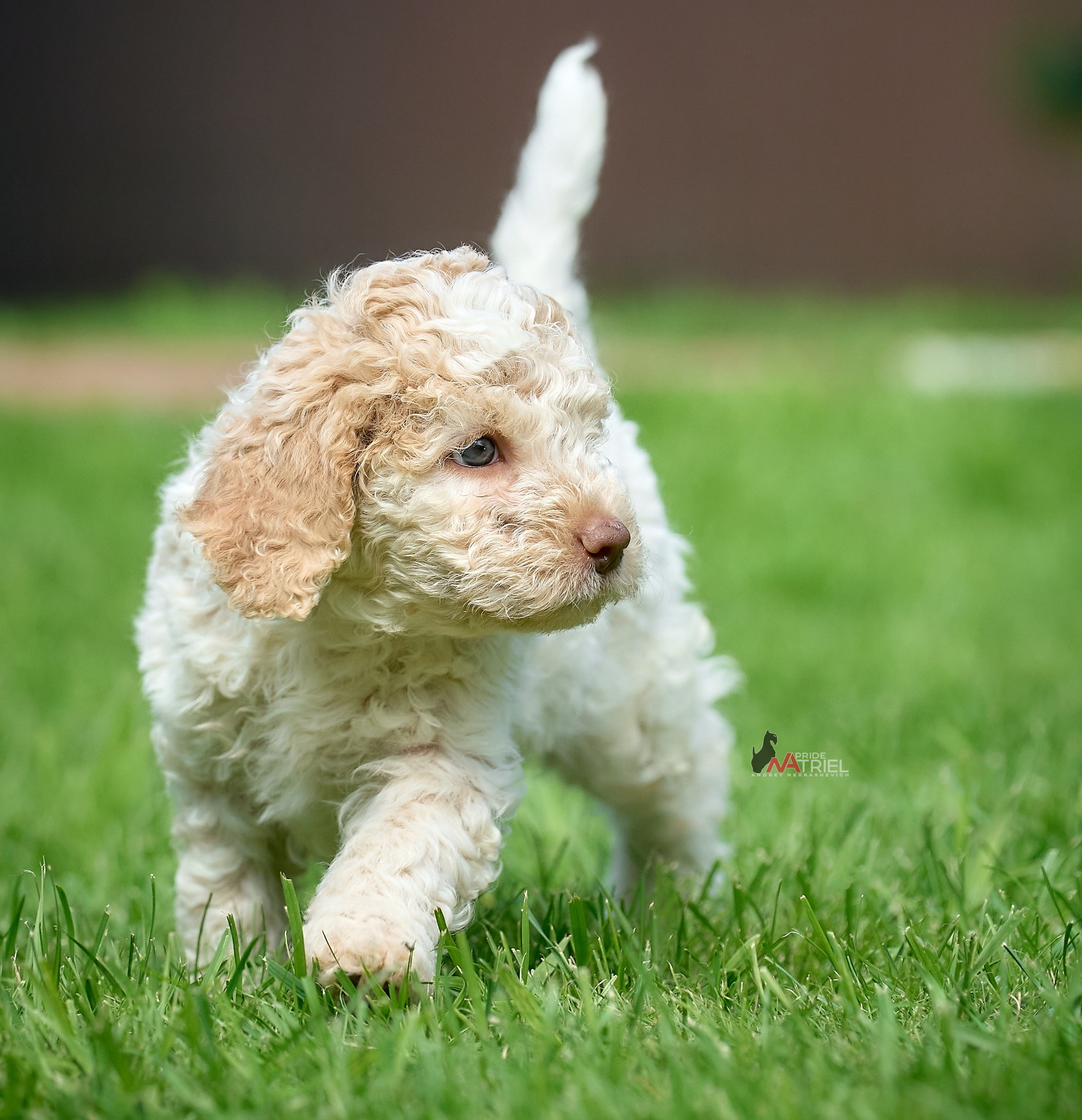 Щенки на прогулке — галерея NATRIEL