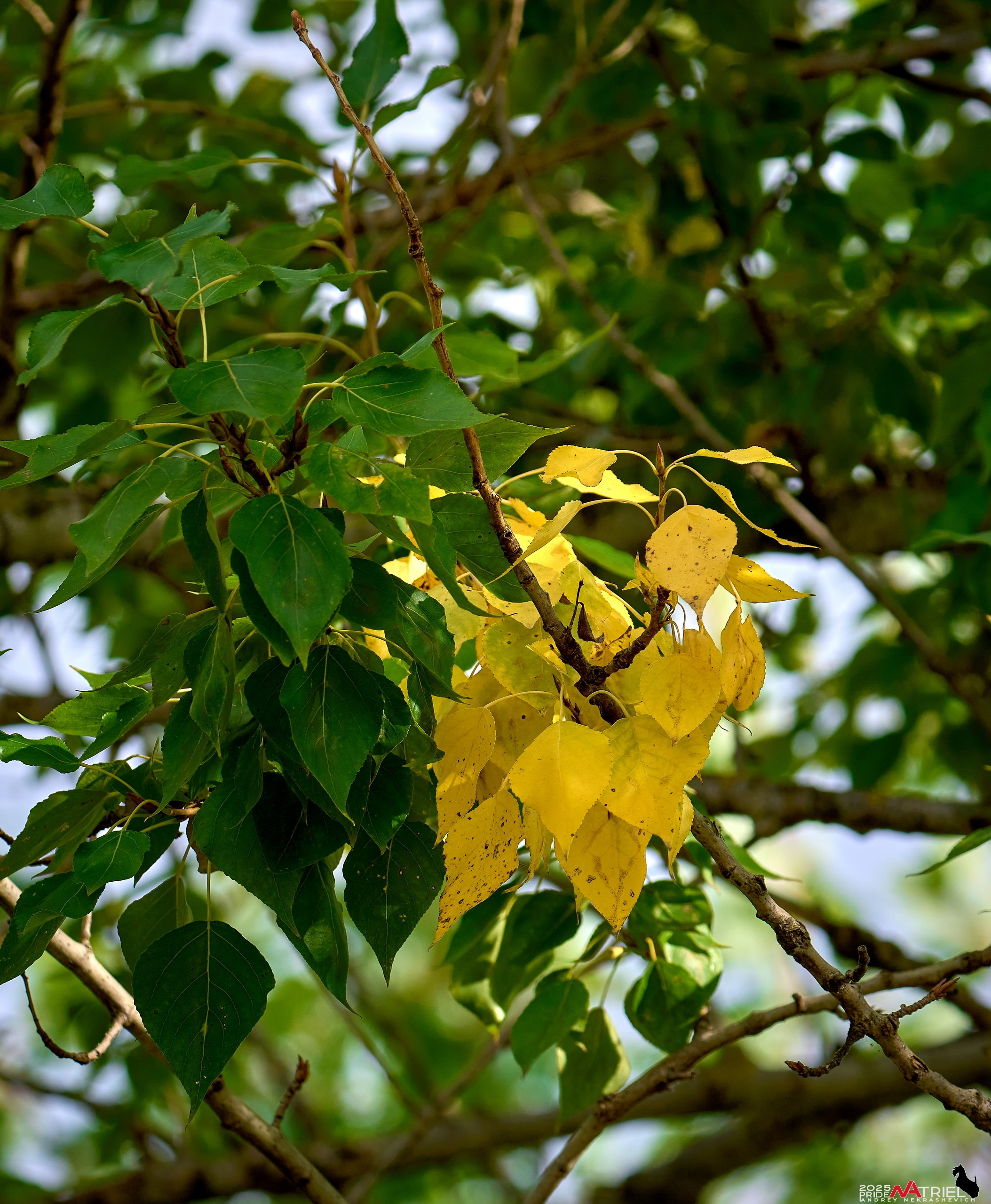 Съемка с объективом Sony 200-600 на камеру Sony A1m2