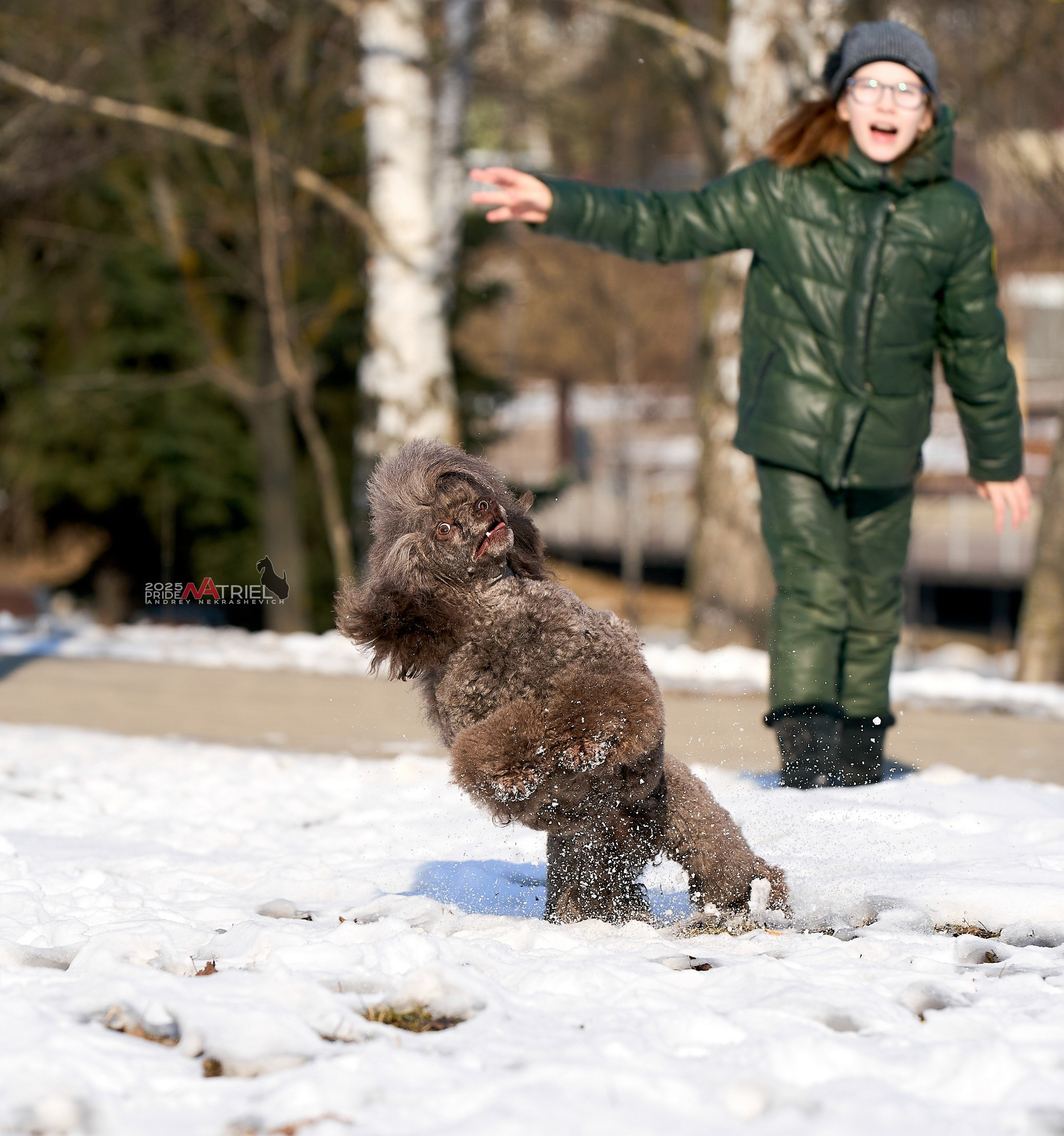 Фотопрогулка с пуделем