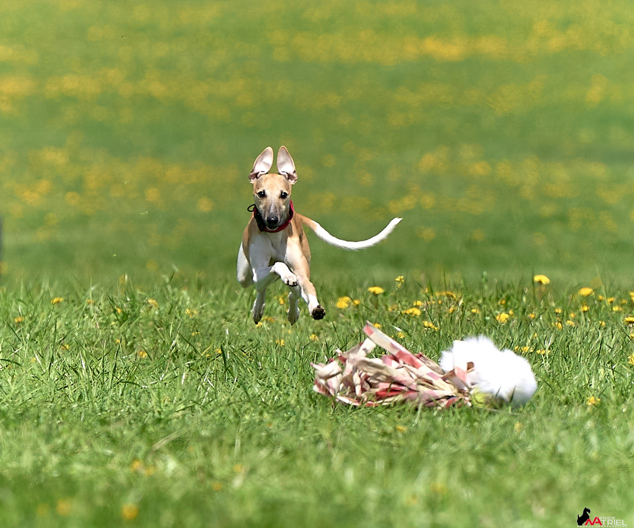 Съемка курсинг — галерея NATRIEL