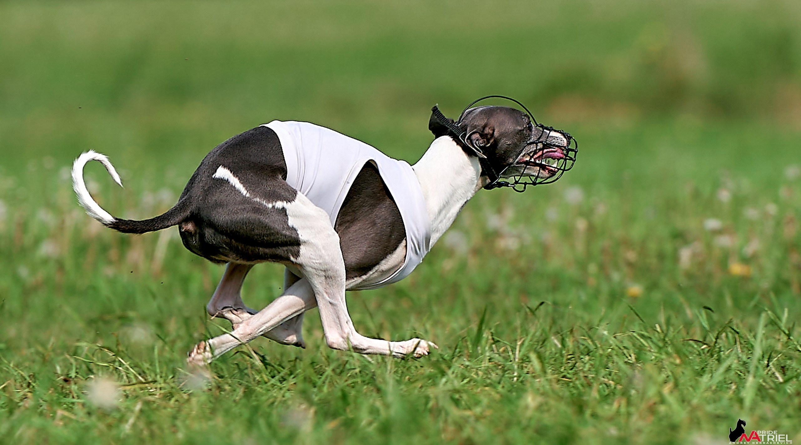 Съемка курсинг — галерея NATRIEL