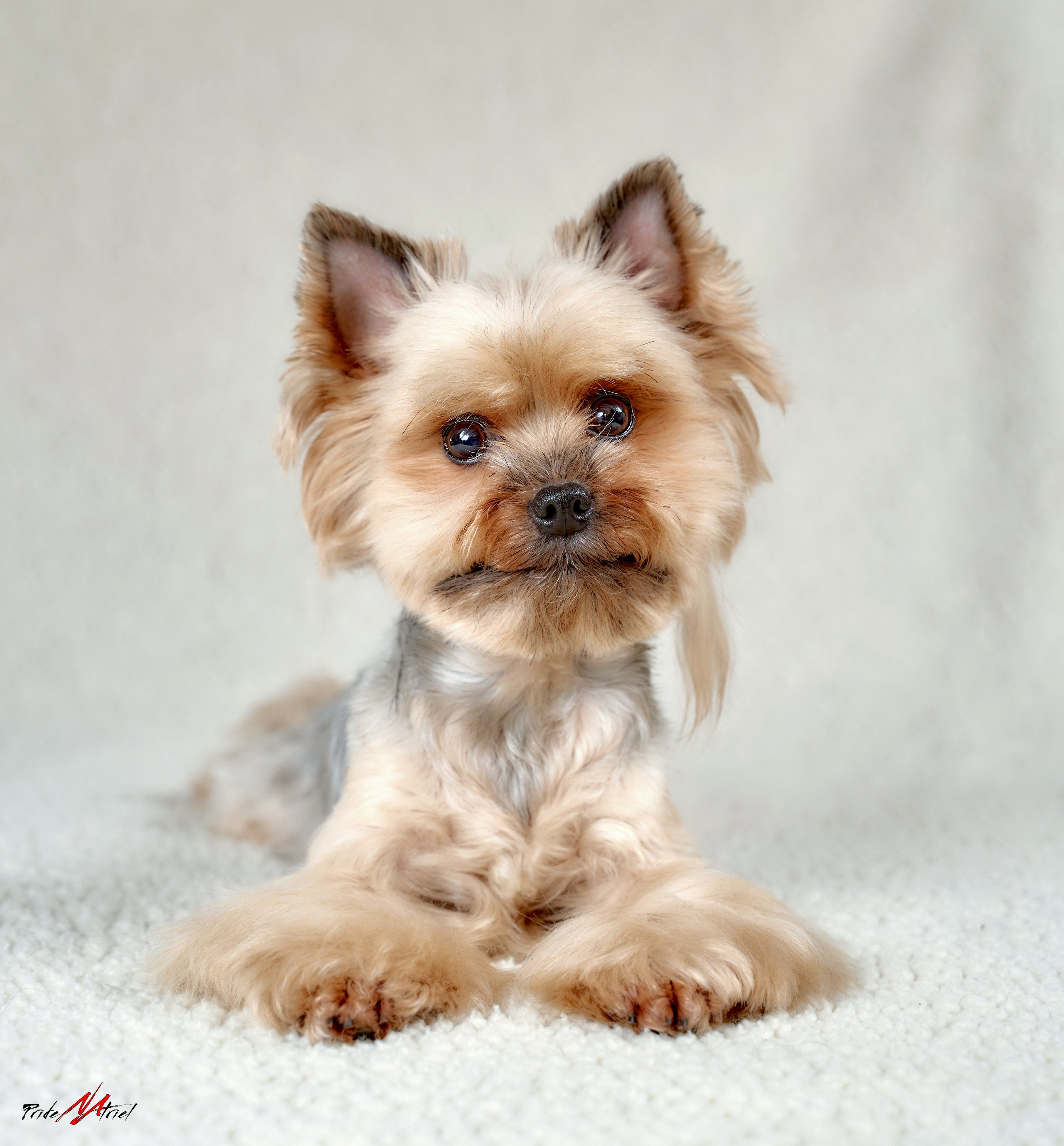 Йоркширский терьер Циля