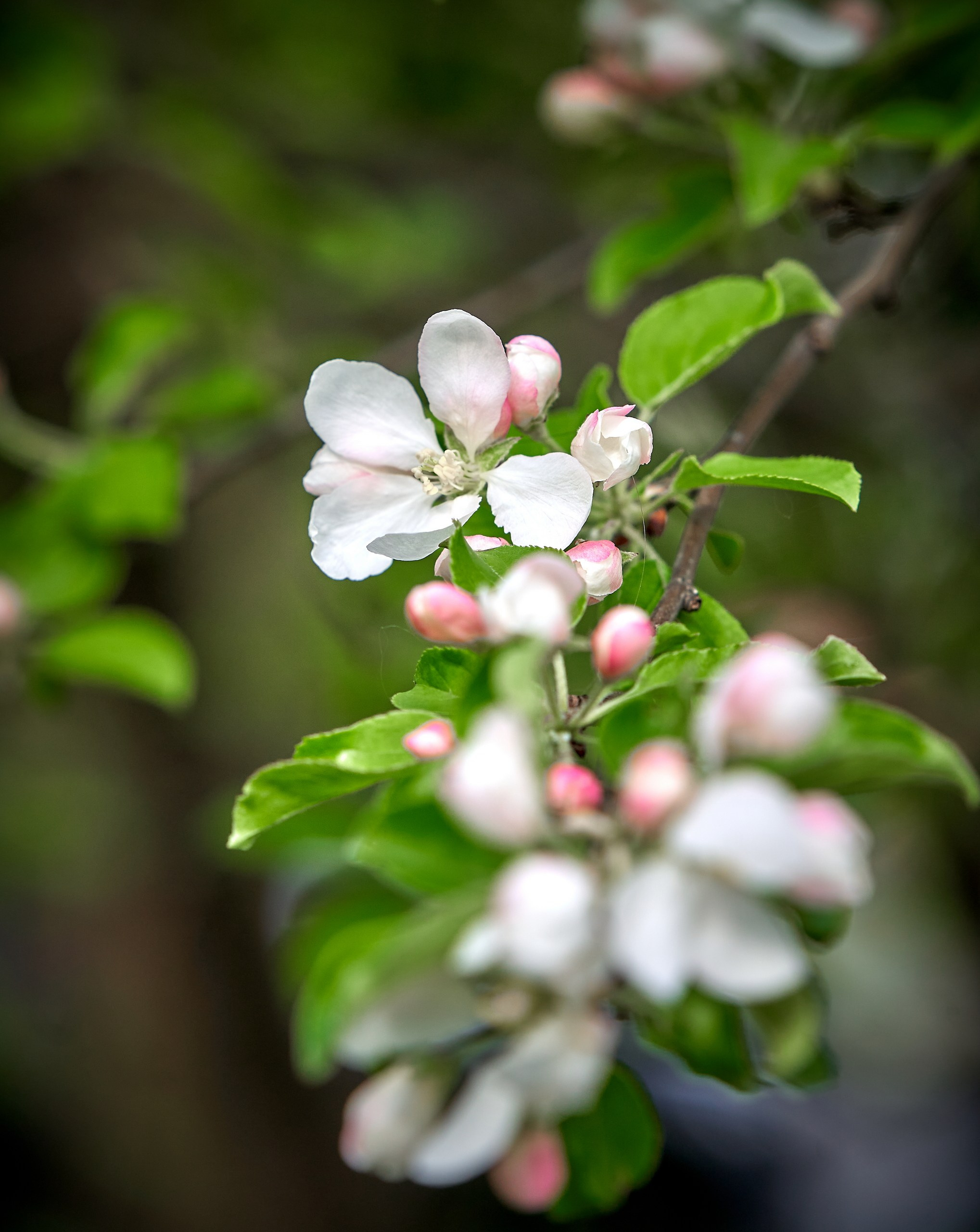 Лютики-цветочки — галерея NATRIEL