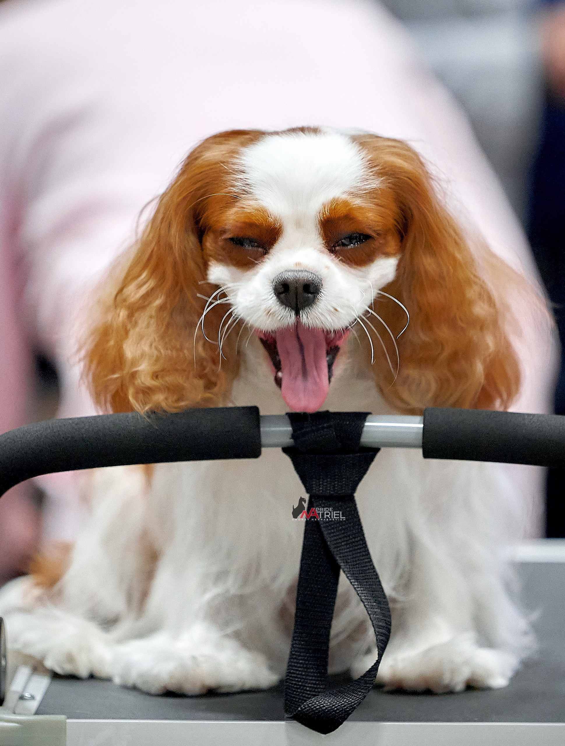 Портреты собак — галерея NATRIEL