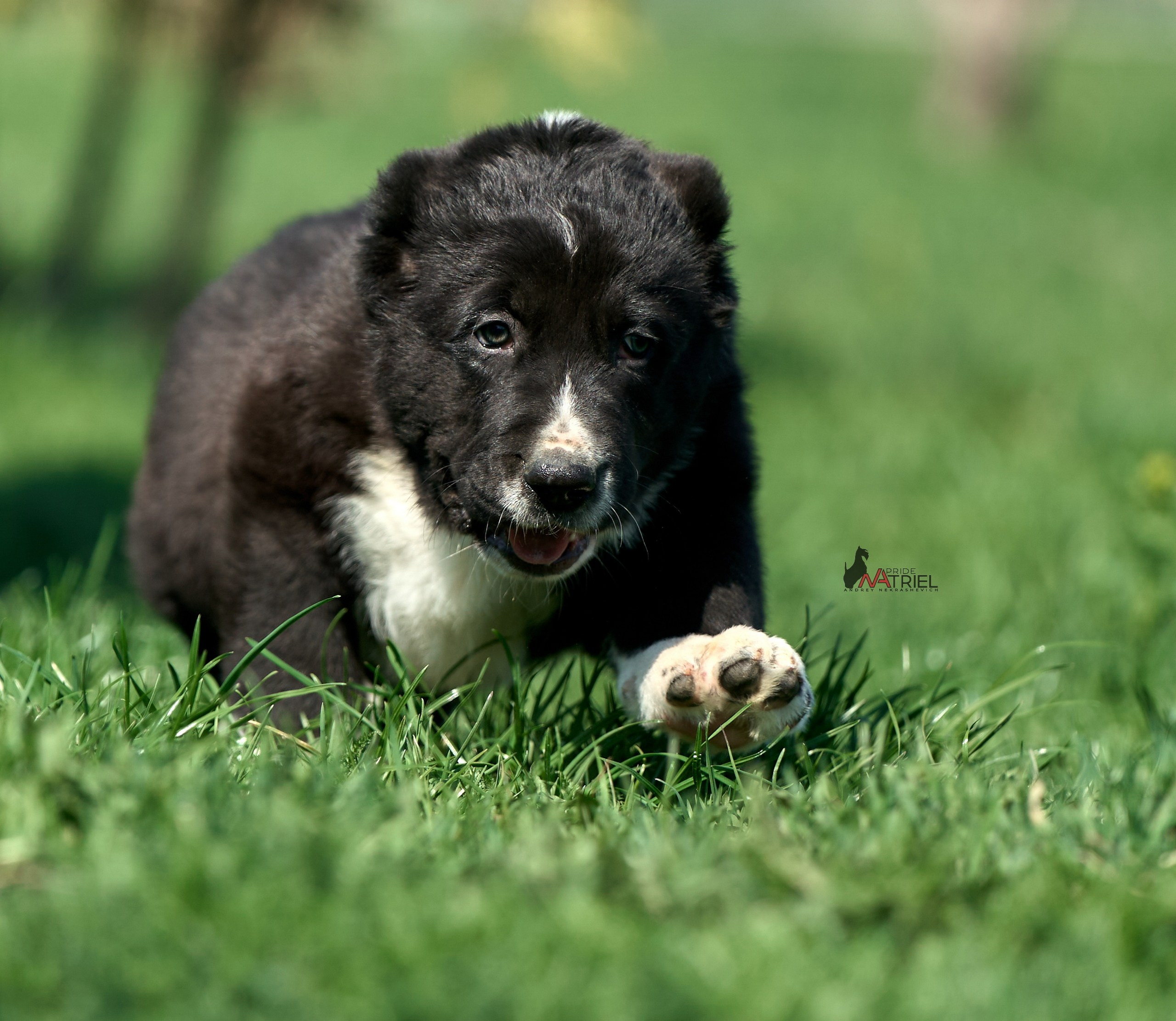 Среднеазиаты — щенки и взрослые