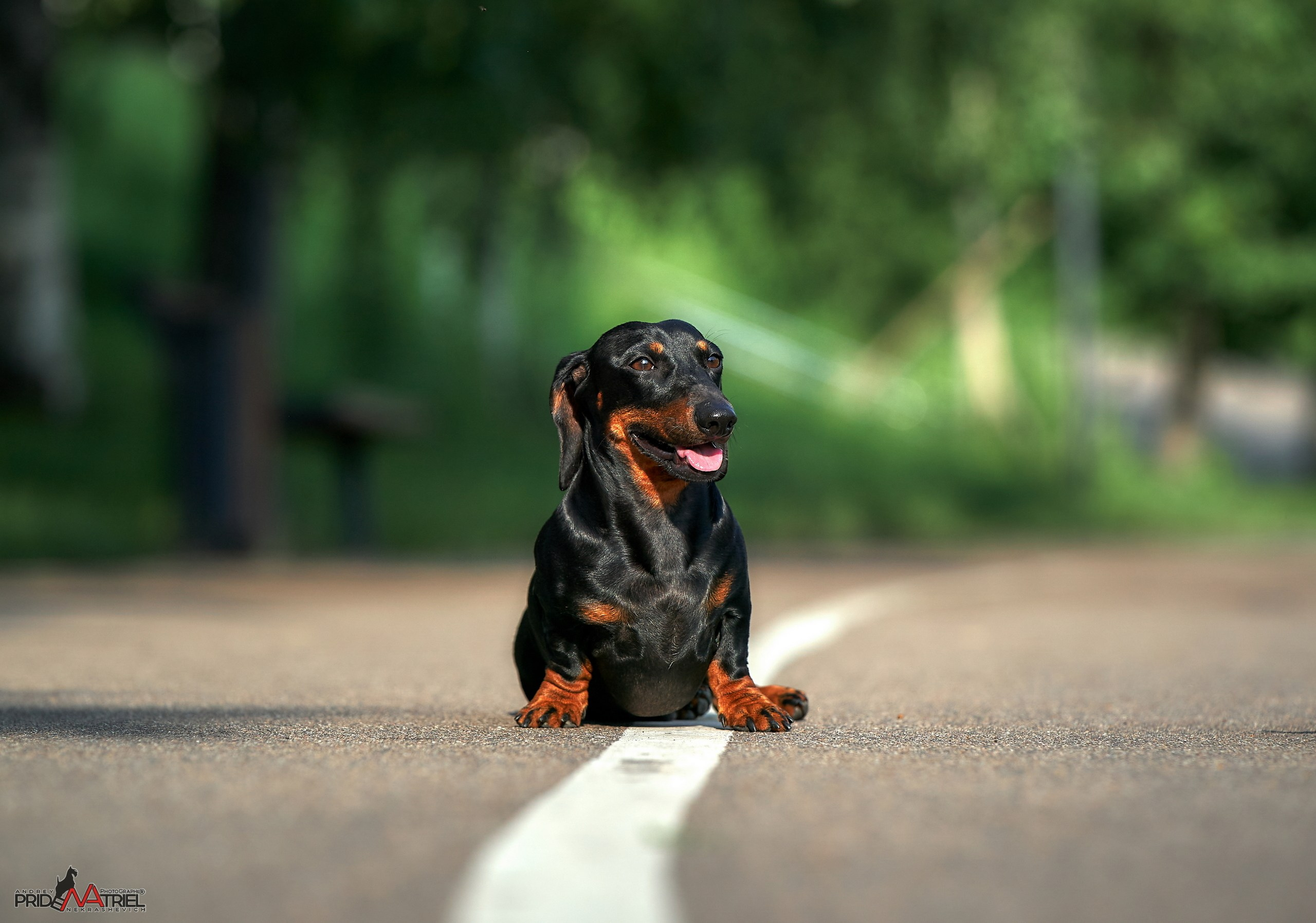 Портреты собак — галерея NATRIEL