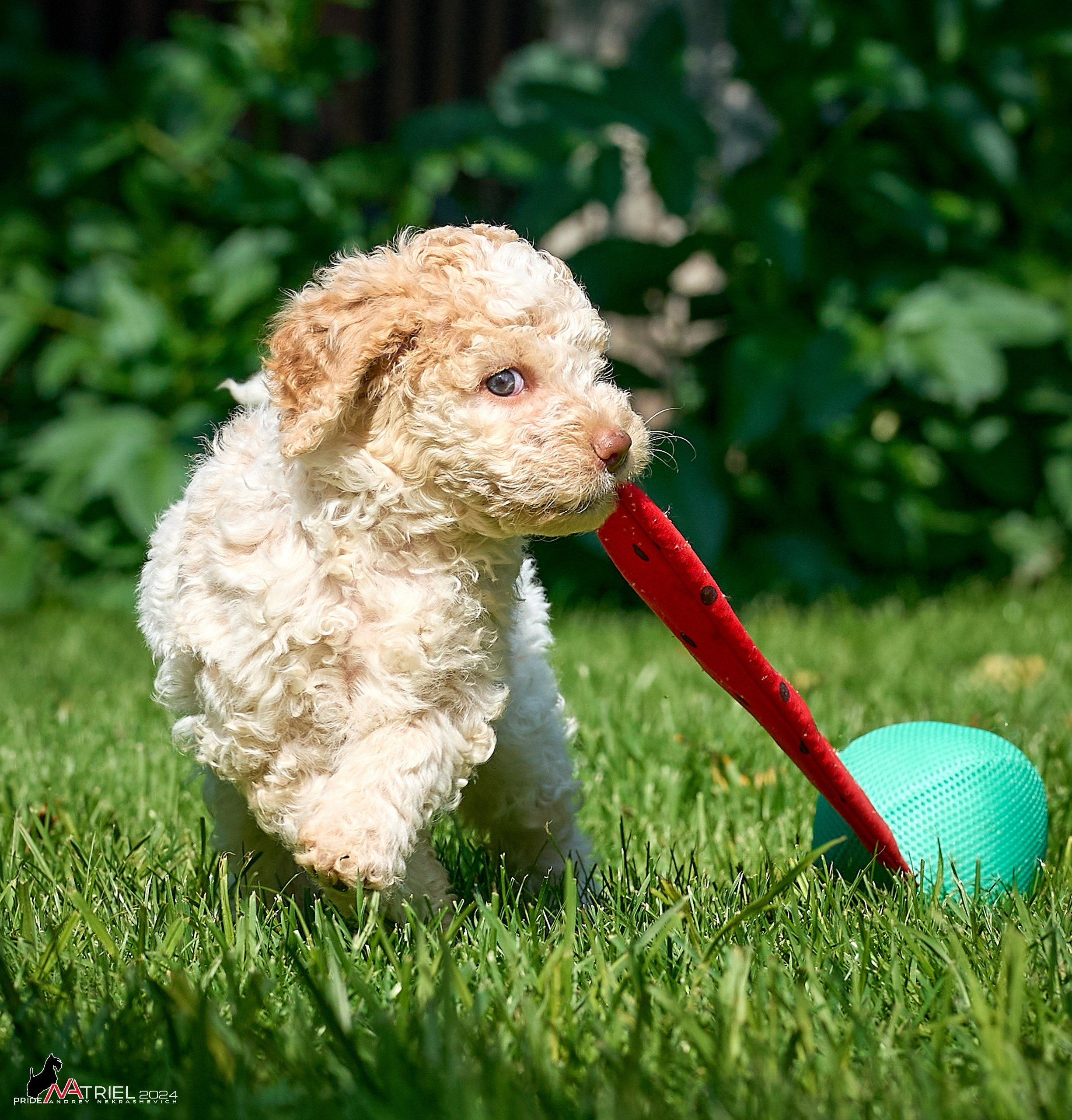 Съемка щенков лаготто