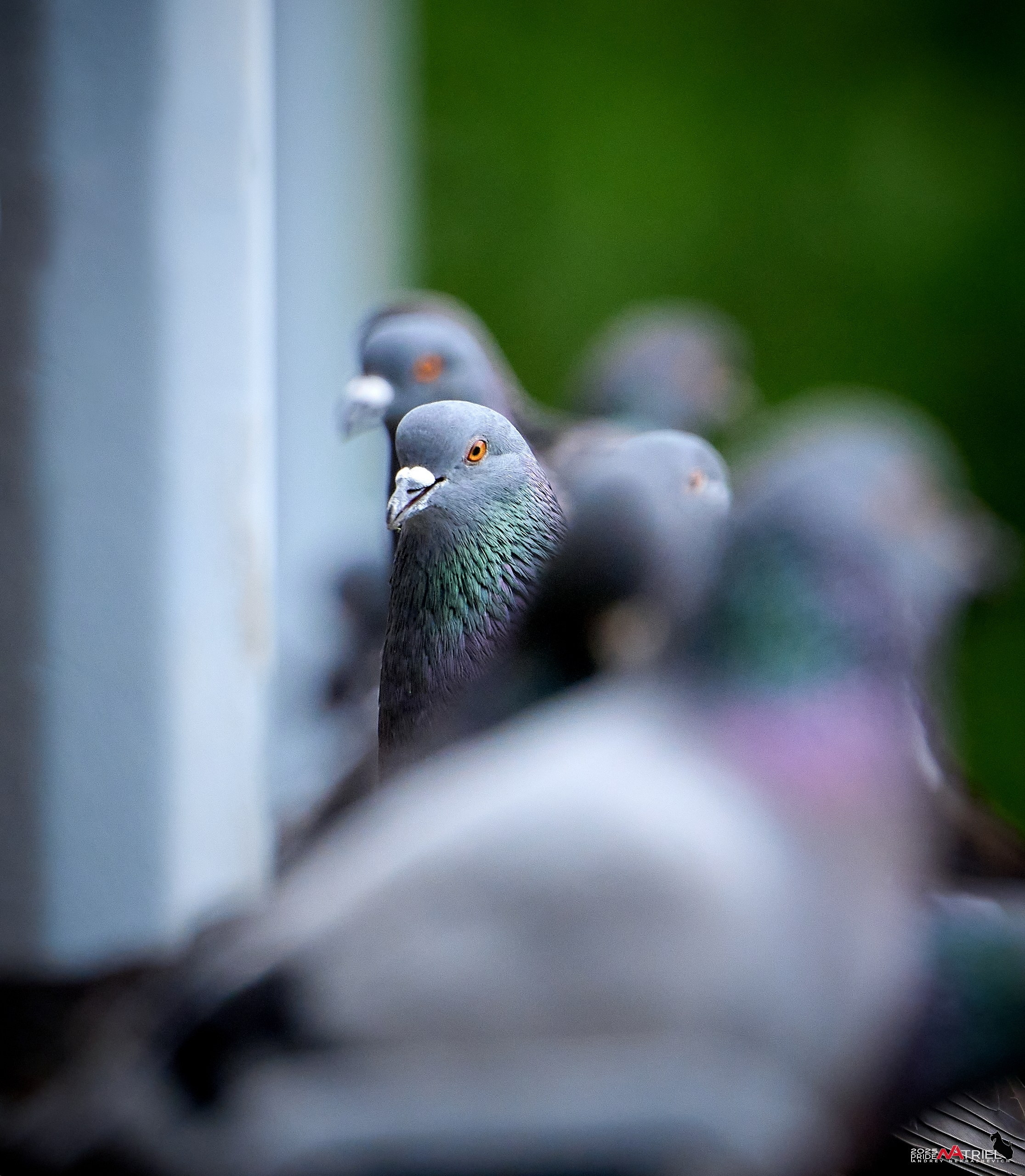 Съемка в парке на воде