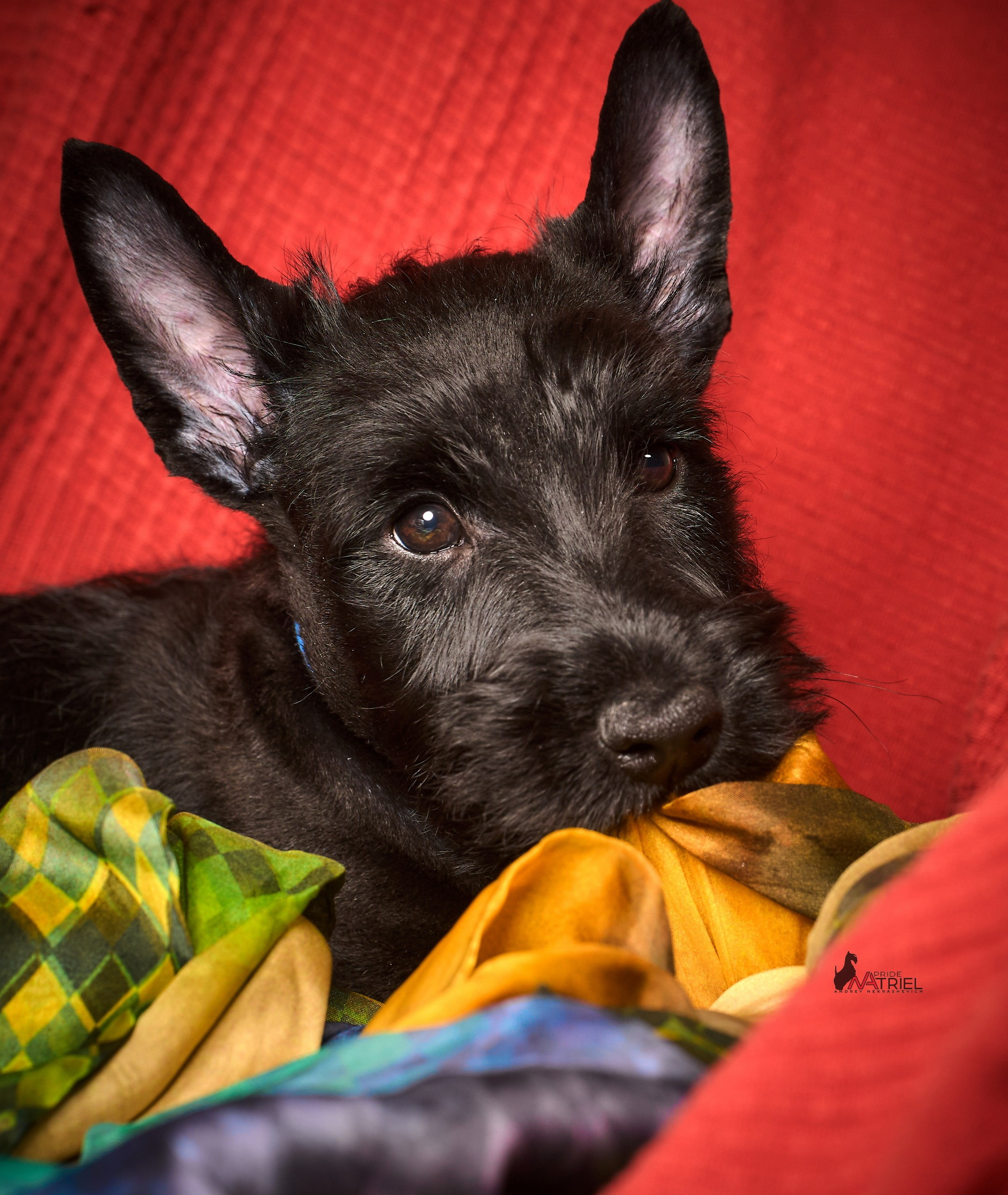 Щенки дома — галерея NATRIEL