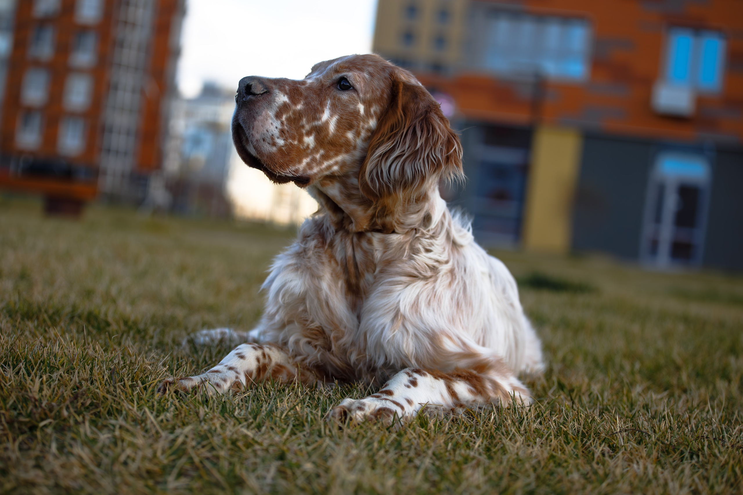 Андрей и Милан. Фотограф Екатерина Козловская