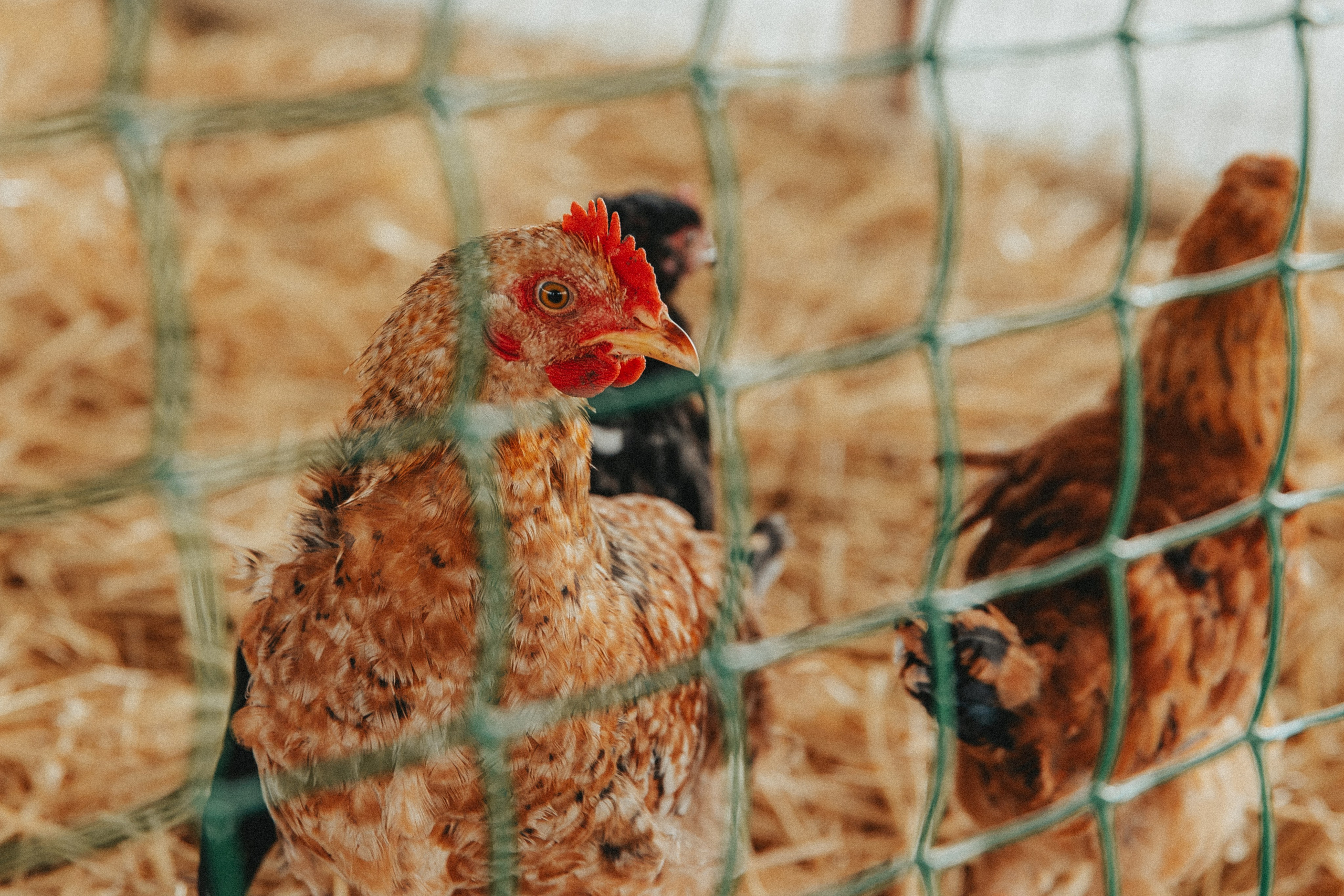 Зеленый фестиваль в Крыму. Izotoff Photographer