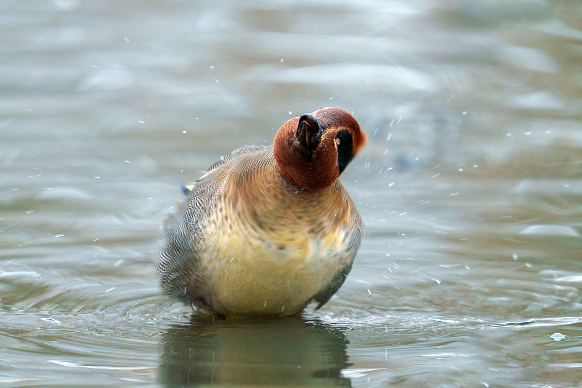 Удивительные мир птиц. Вокруг нас столько прекрасного — присмотритесь!. Ваш личный фотограф Марина Волкова
