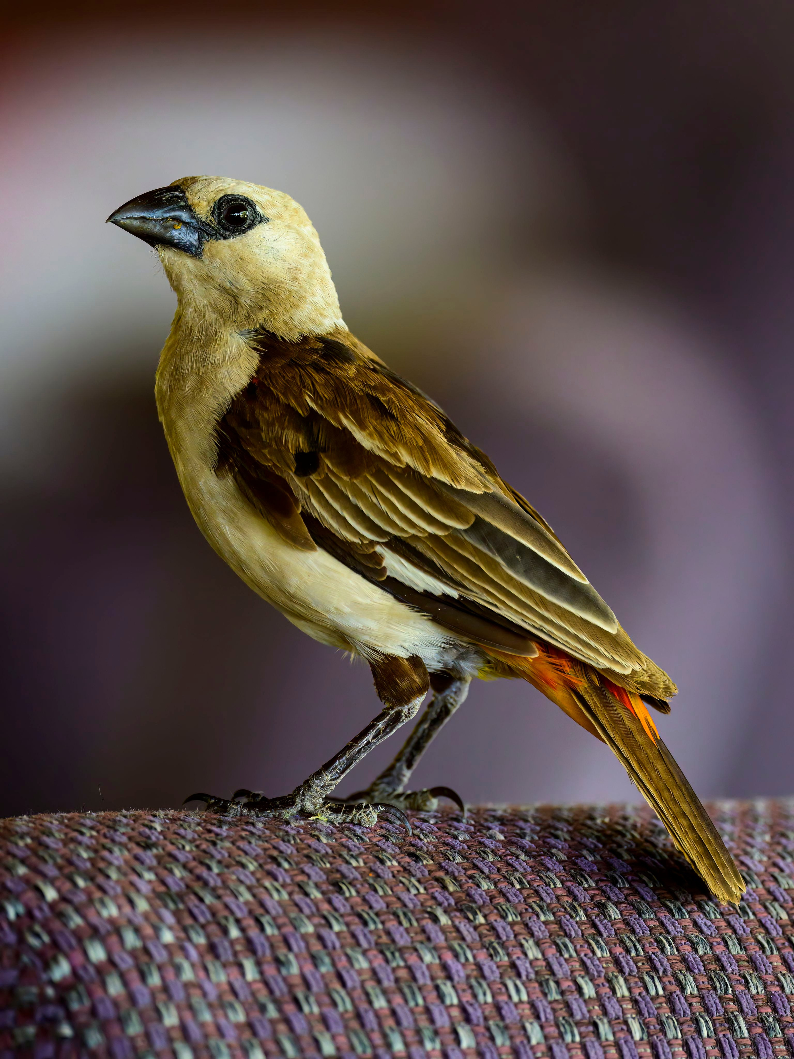 Кения. Wildlife photography by Sergey Puponin