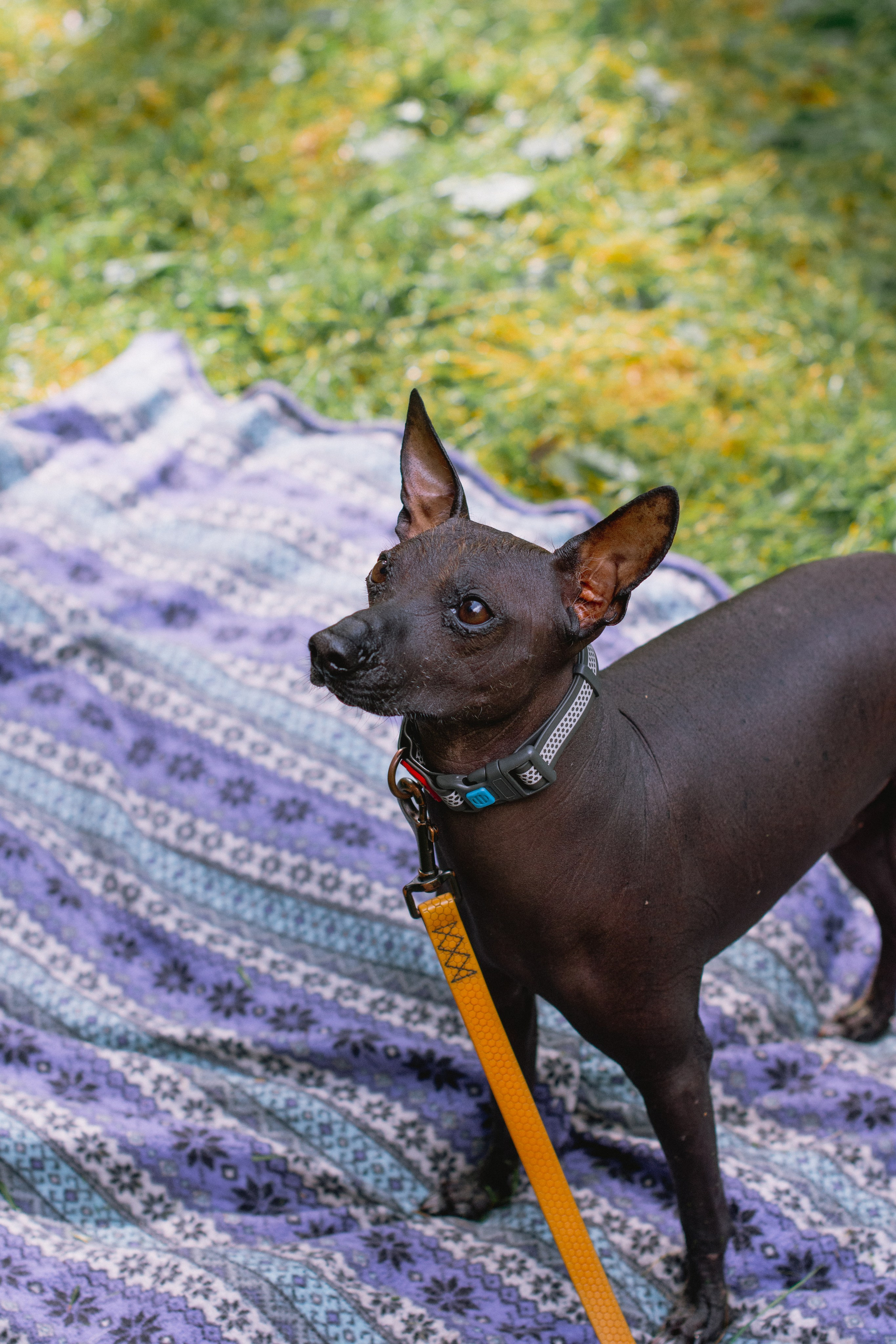 Репортаж спортивного мероприятия с собаками в Москве. Фотограф собак, анималист в Москве Кира Яковлева