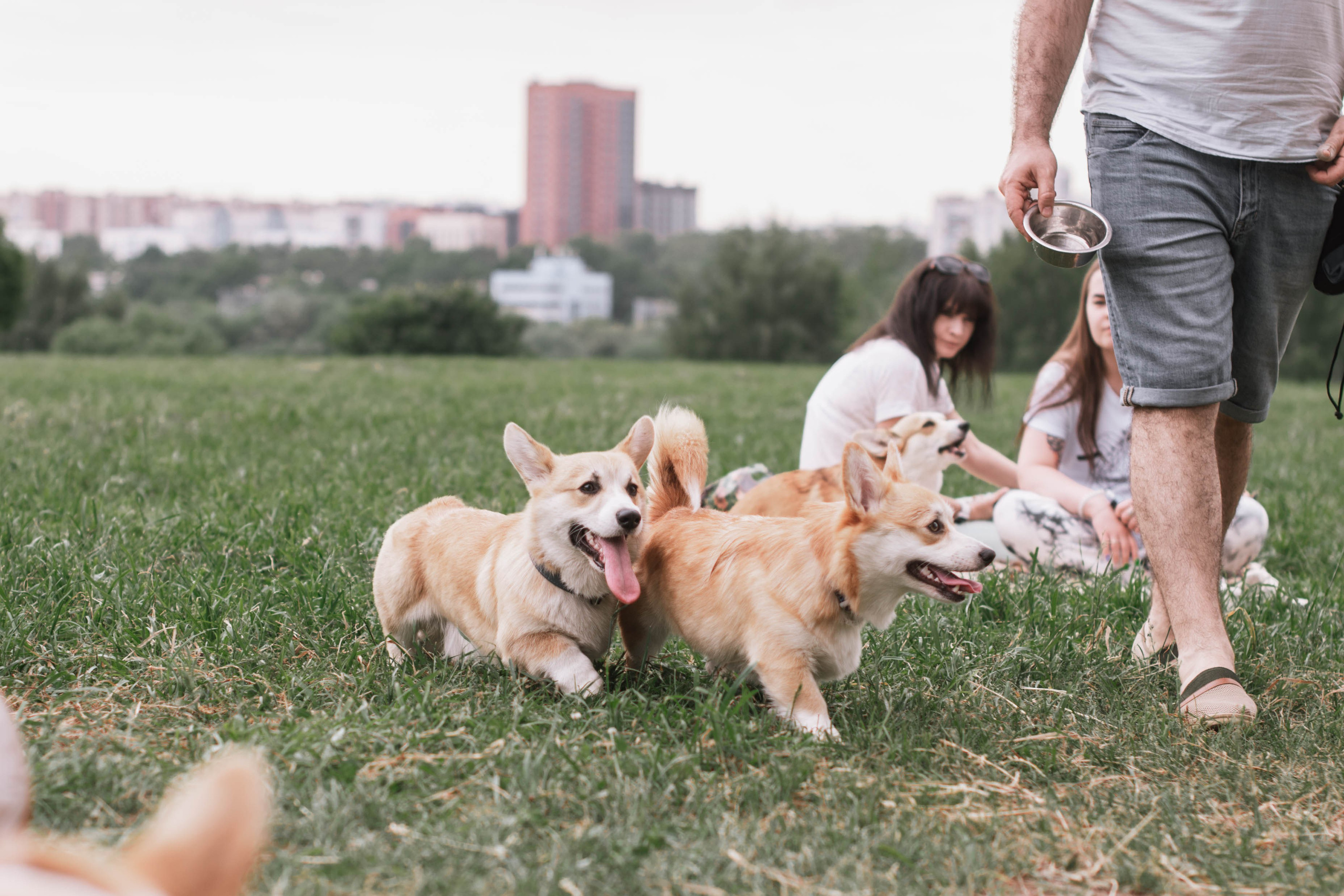 Репортаж встречи владельцев собак породы корги. Фотограф собак, анималист в Москве Кира Яковлева