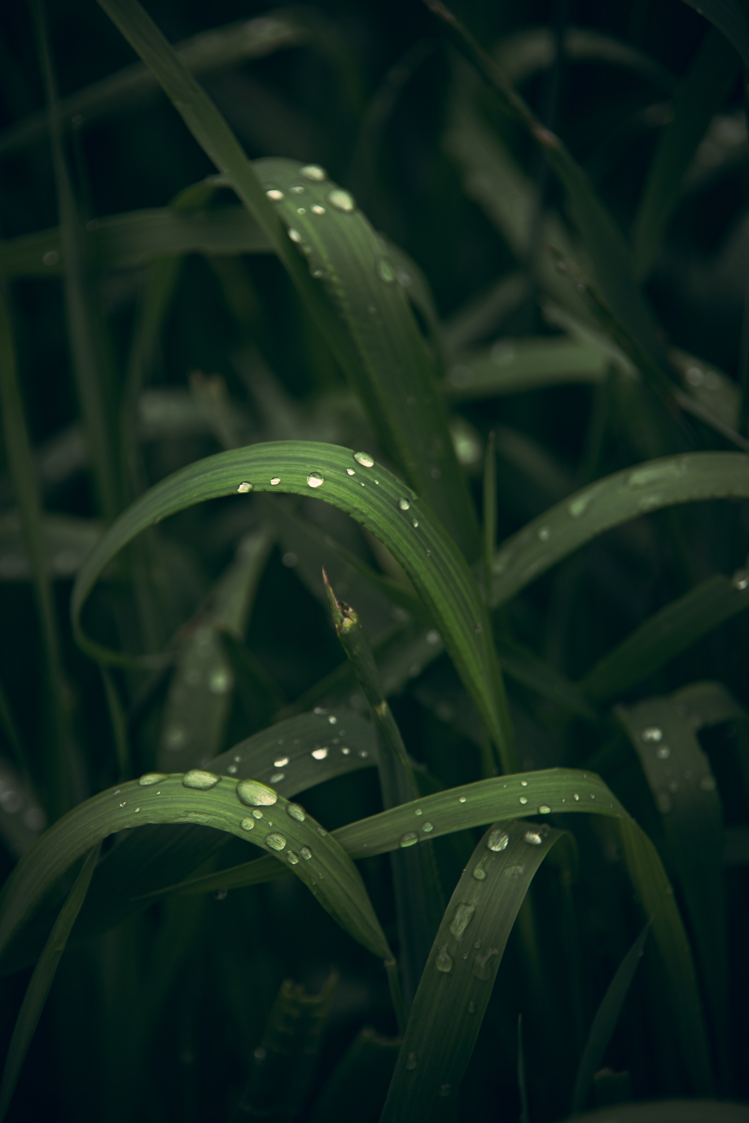 Природа. Darinishna Фэнтези-фотограф Хабаровск