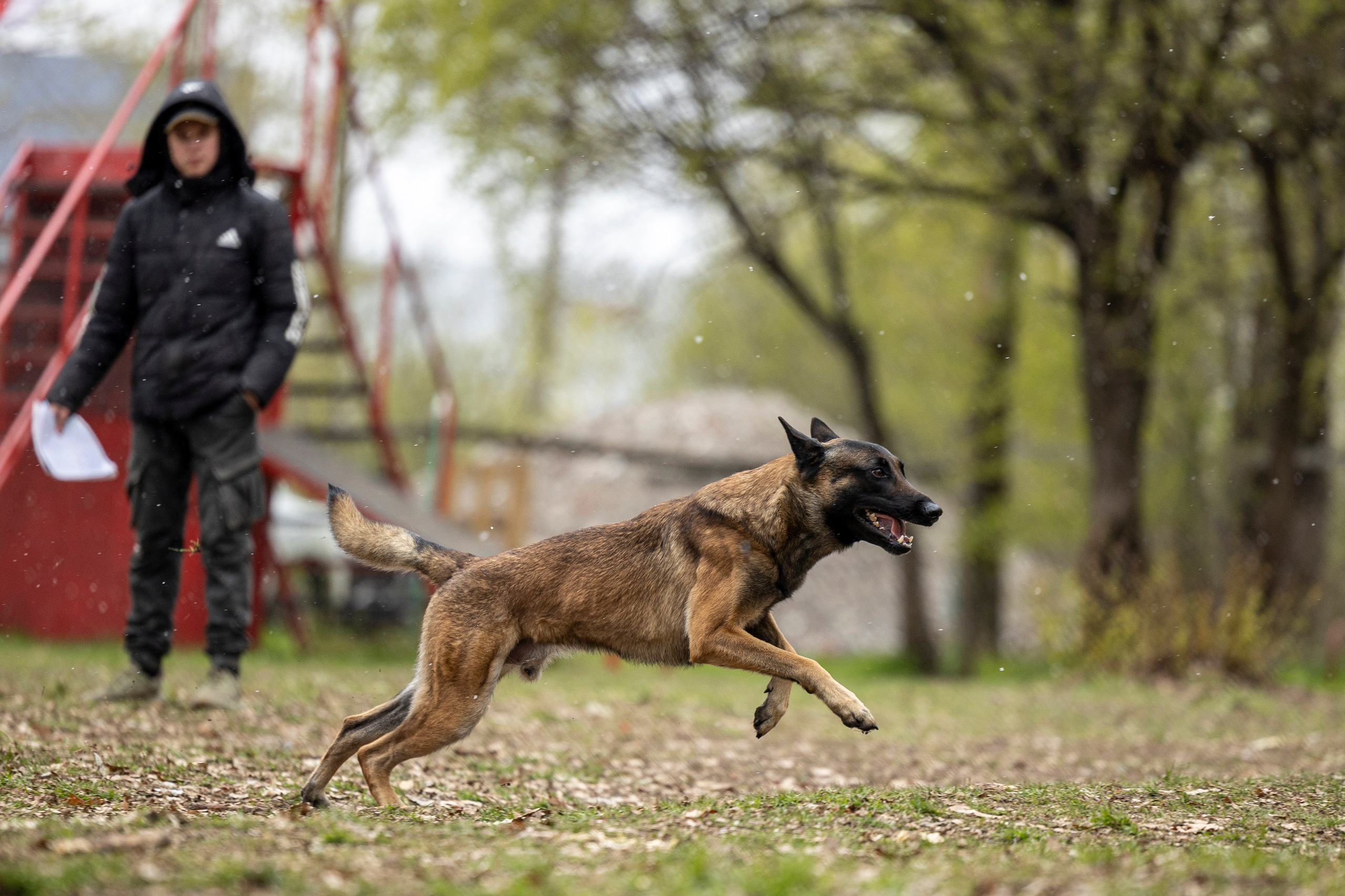 Квалификационные состязания по мондьорингу г. Вологда 11.05.24. Фотограф-анималист Анна Маринич
