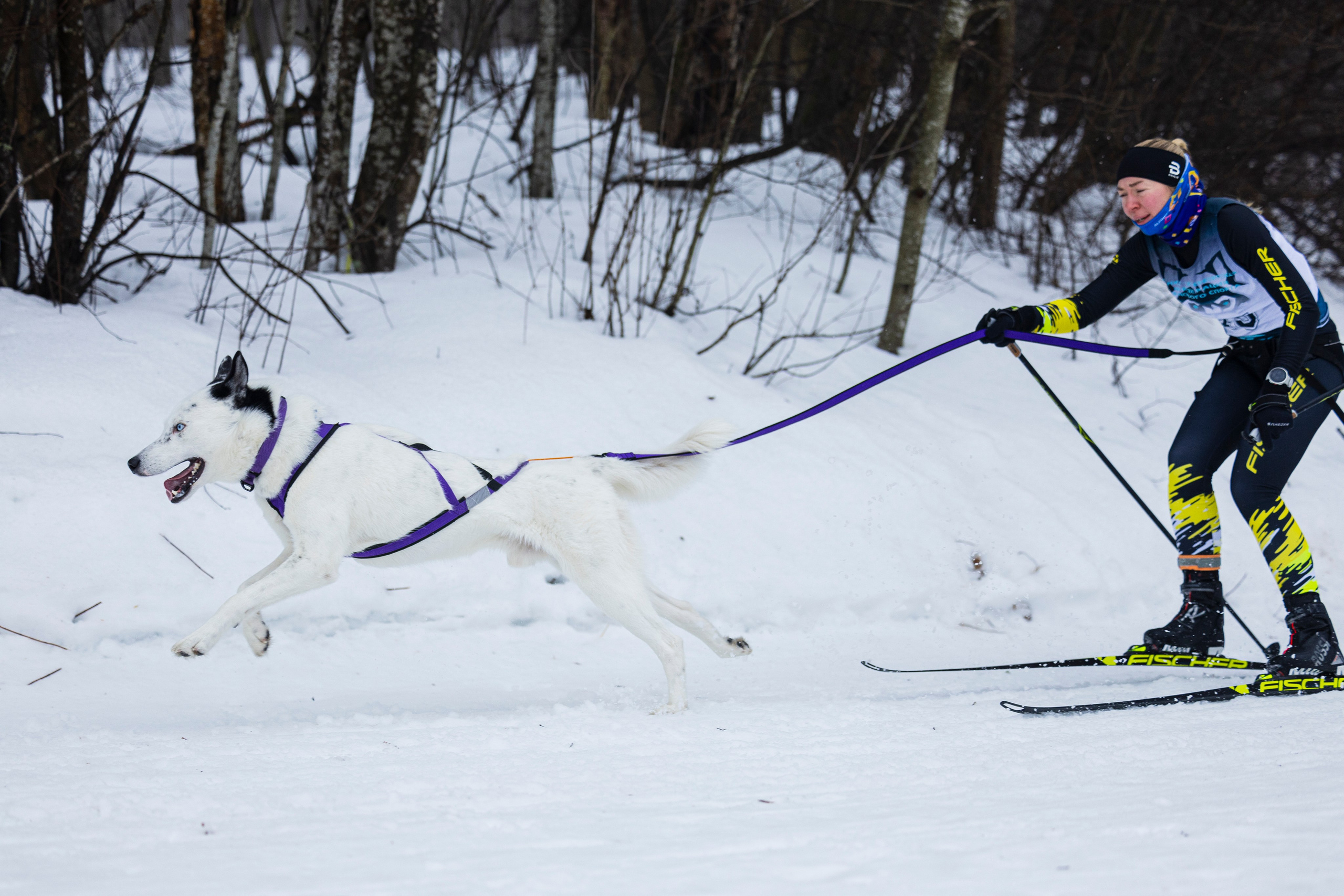 Зимний Чемпионат Санкт-Петербурга по ездовому спорту. Фотограф-анималист Анна Маринич
