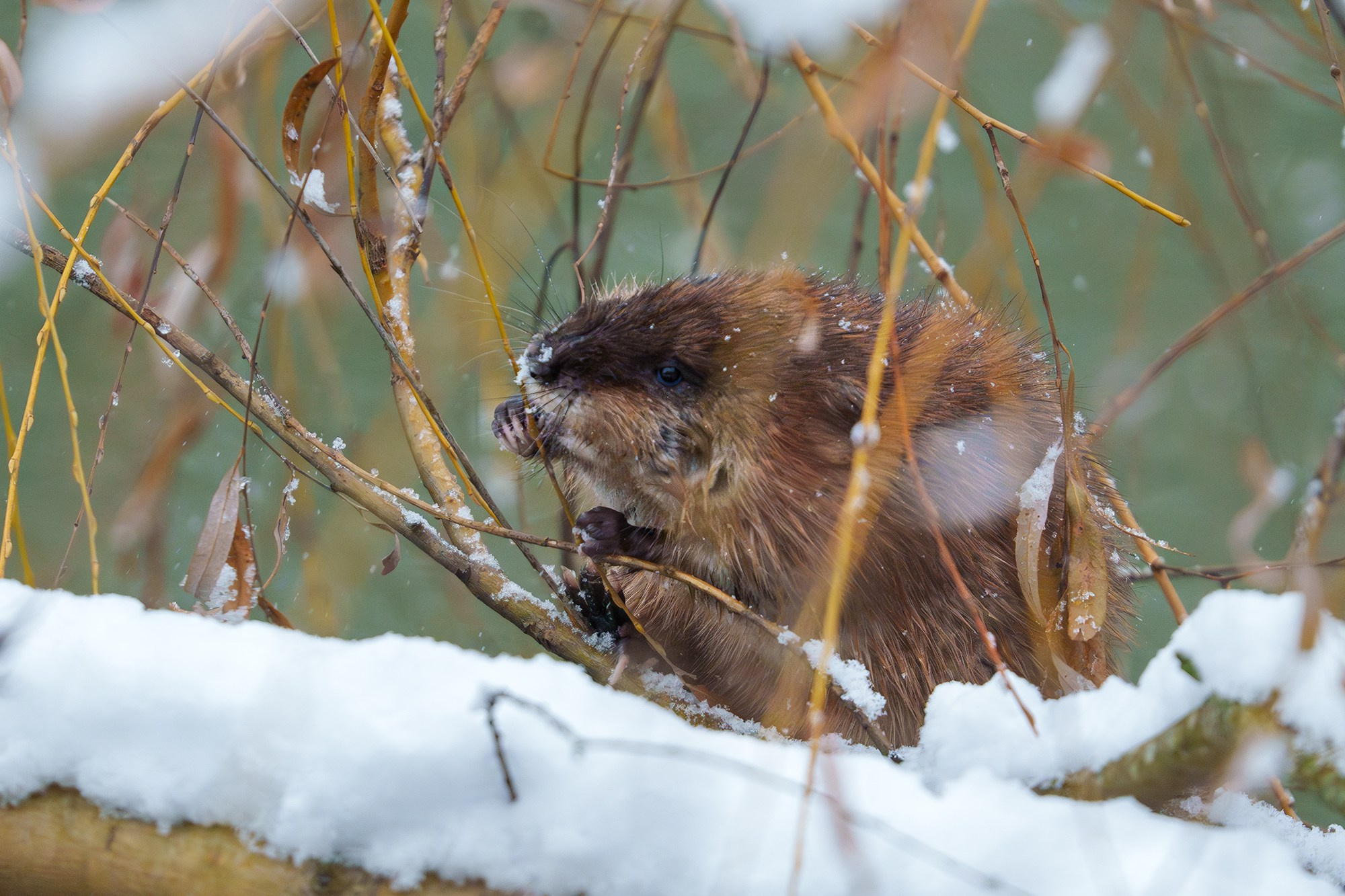 Животные. Ваш личный фотограф Марина Волкова