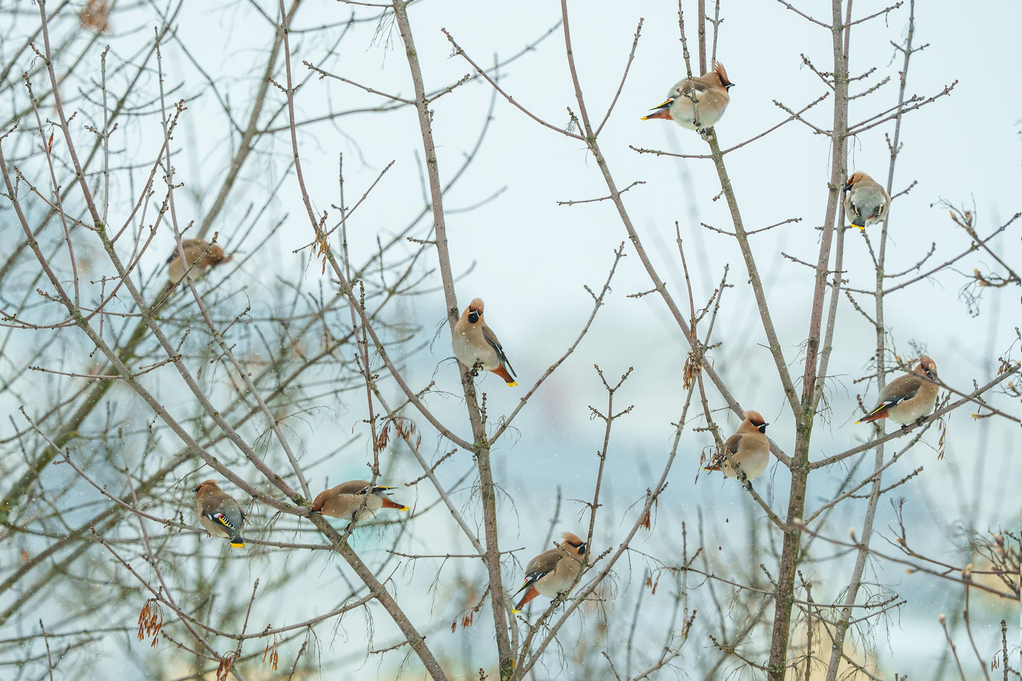 Удивительные мир птиц. Вокруг нас столько прекрасного — присмотритесь!. Ваш личный фотограф Марина Волкова