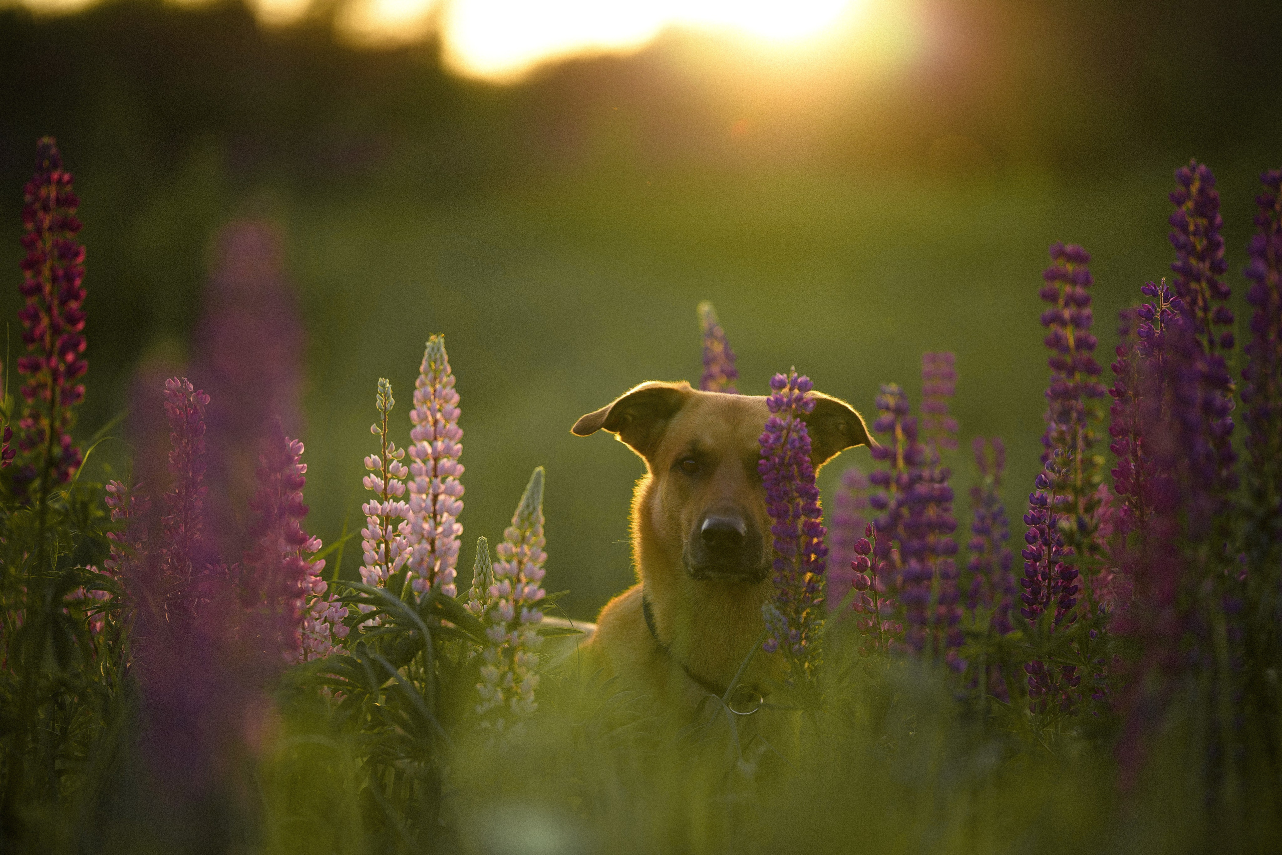 Тео и Гуччи. Фотограф и видеограф анималист Аганина Дарья