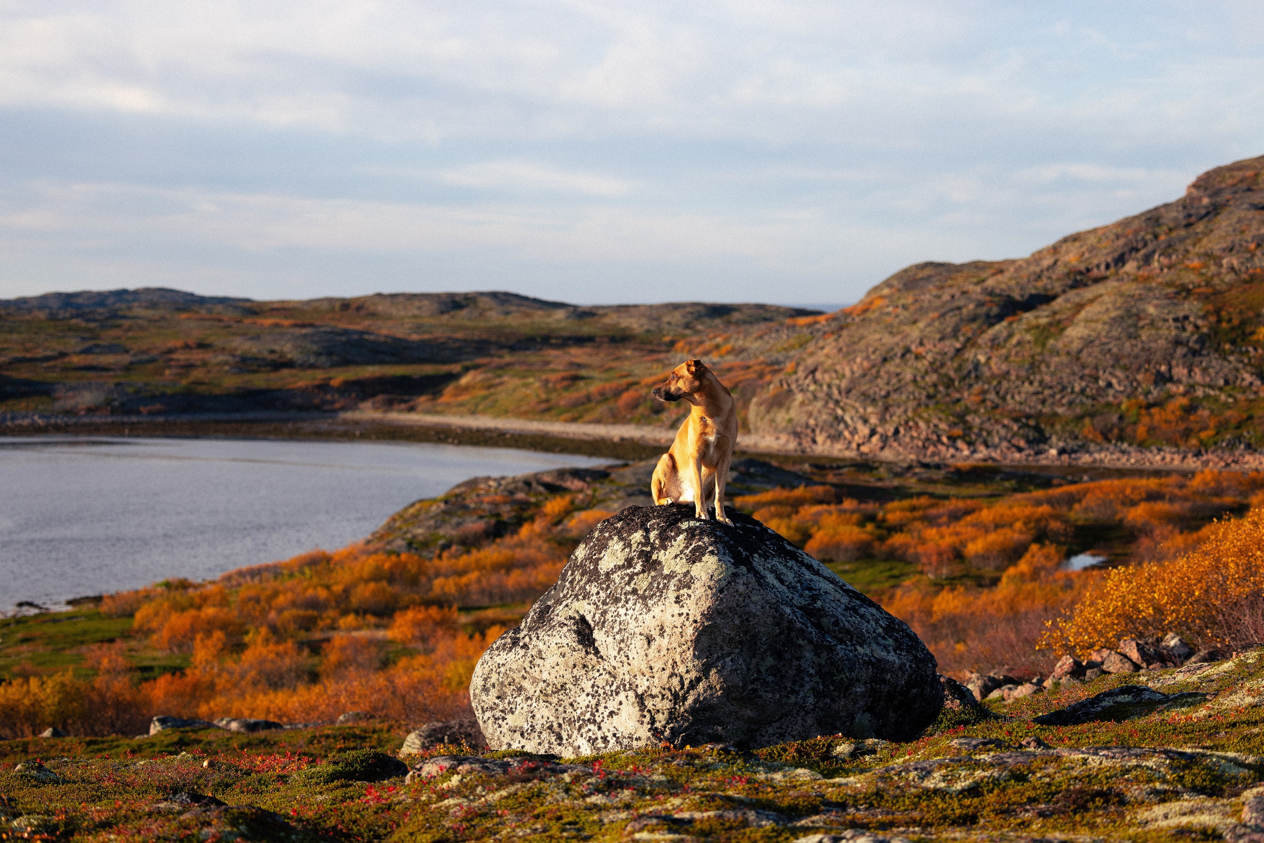 Кольский. Фотограф и видеограф анималист Аганина Дарья