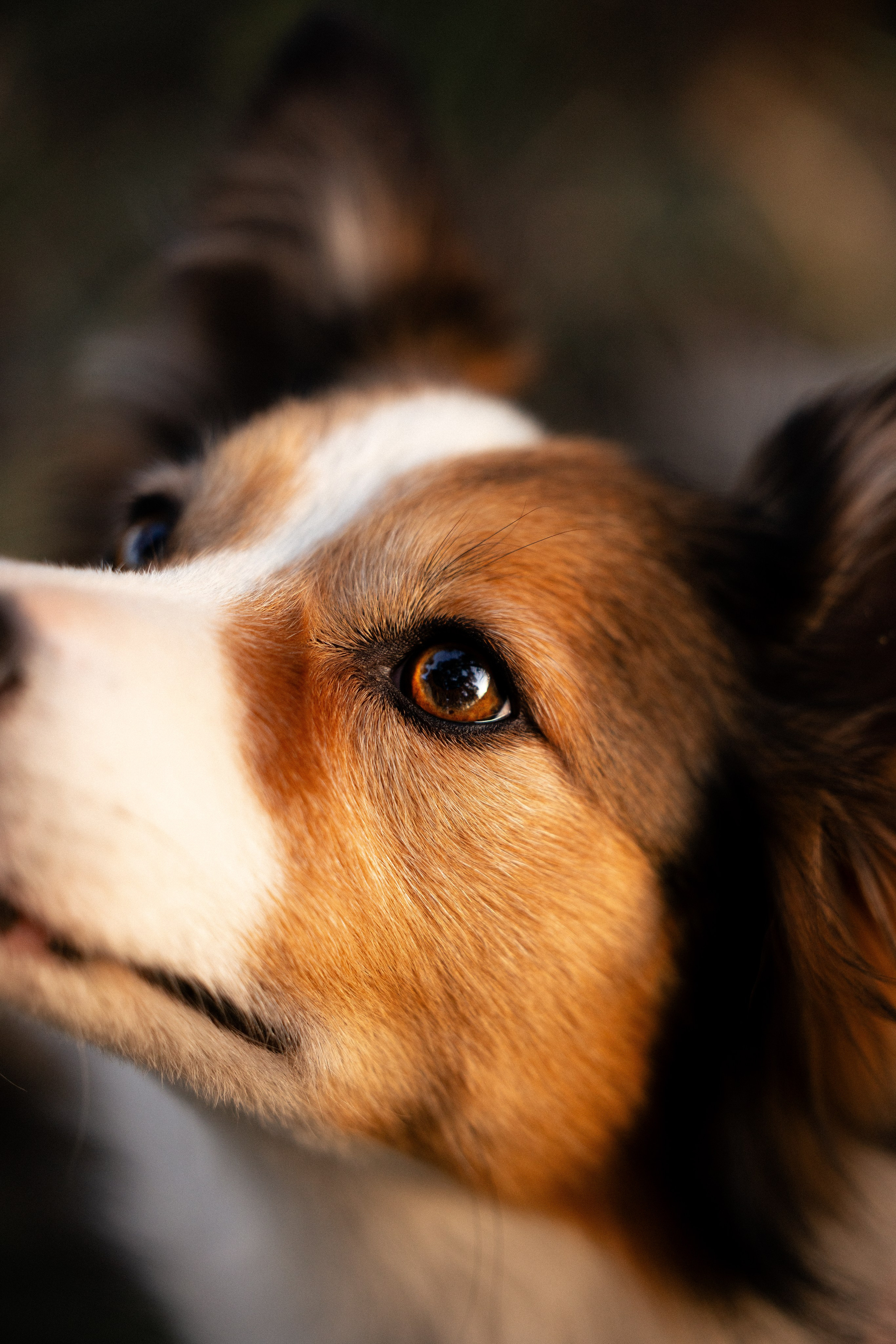 Разношерстная компания. Фотограф и видеограф анималист Аганина Дарья
