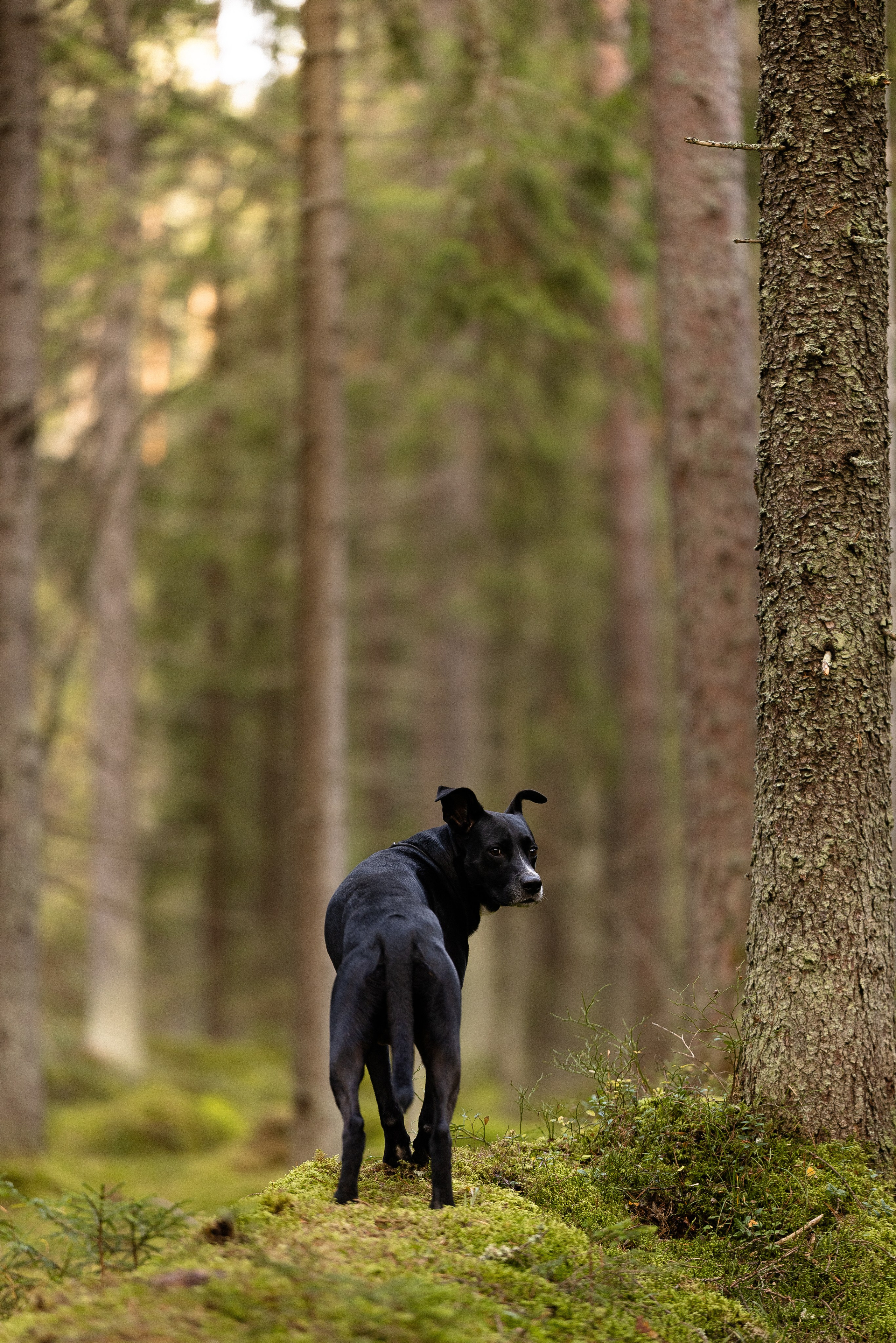 Karelia. Фотограф и видеограф анималист Аганина Дарья