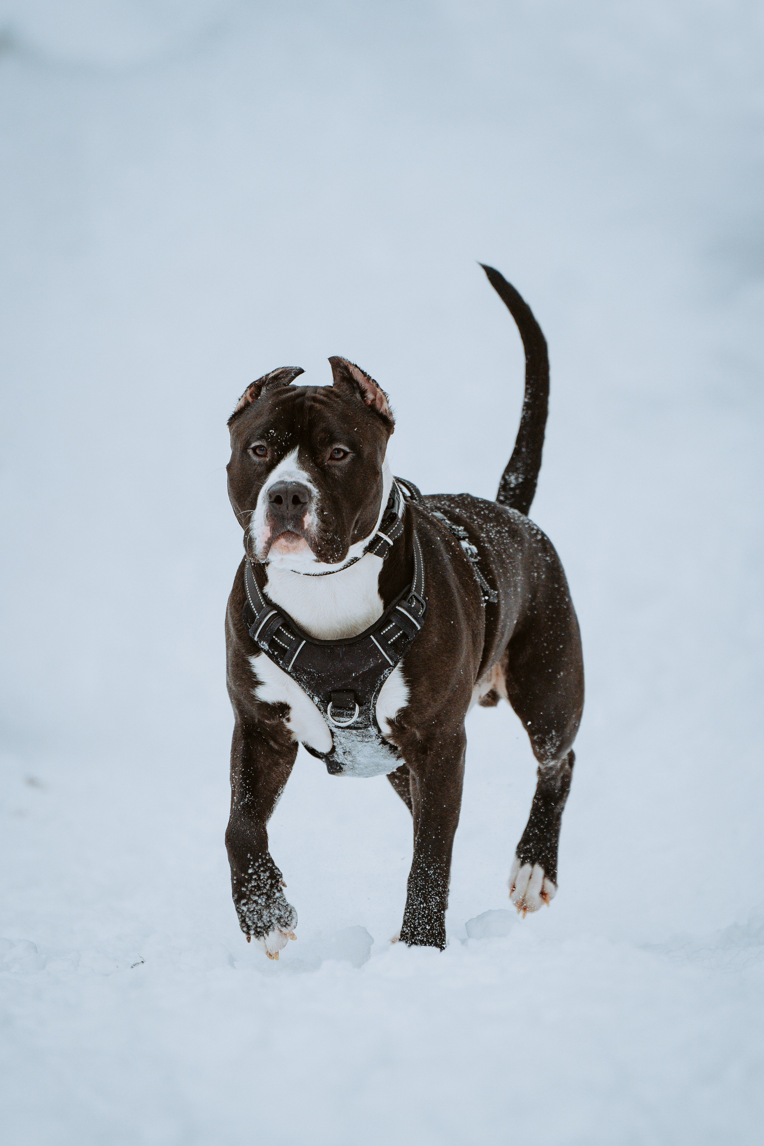 Дог трекинг. Фотограф анималист в Спб недорого Олеся Майорова