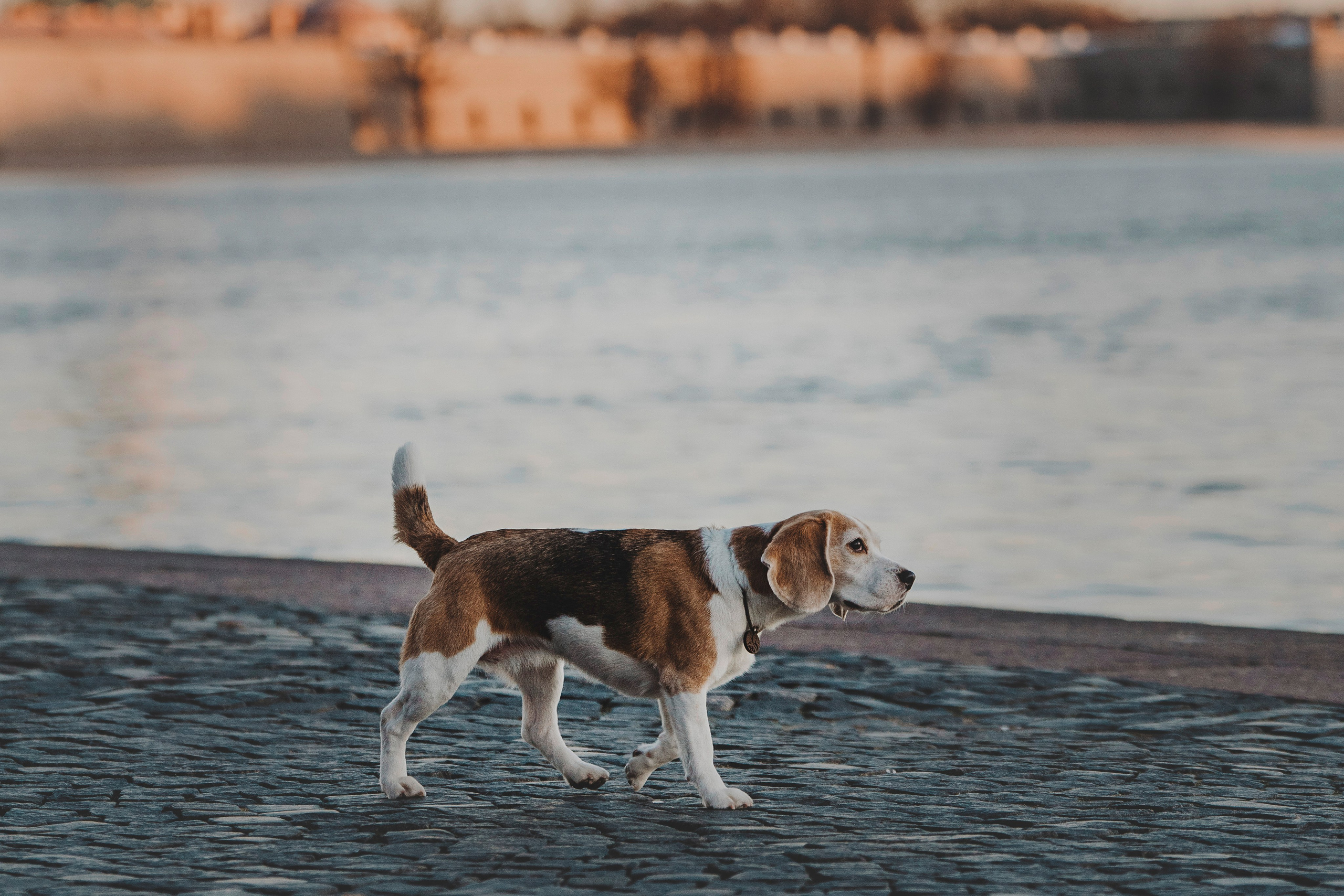 Ксения и Гаечка. Фотограф анималист в Спб недорого Олеся Майорова