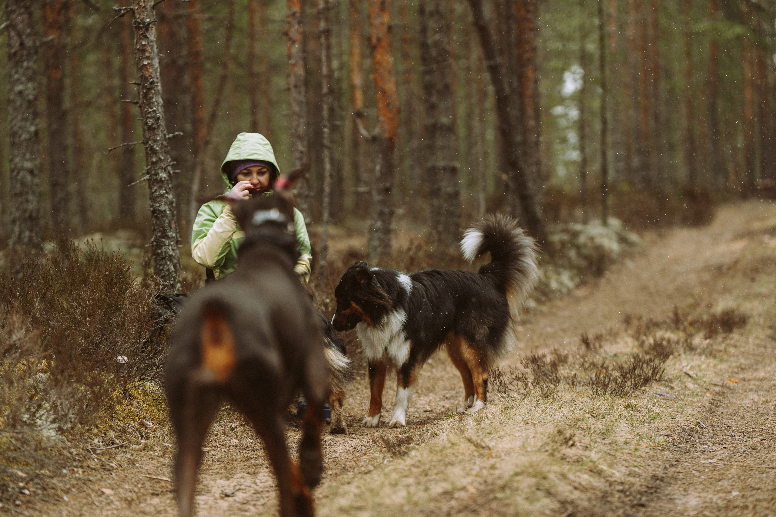 Дог трекинг к финскому хутору. Фотограф анималист в Спб недорого Олеся Майорова