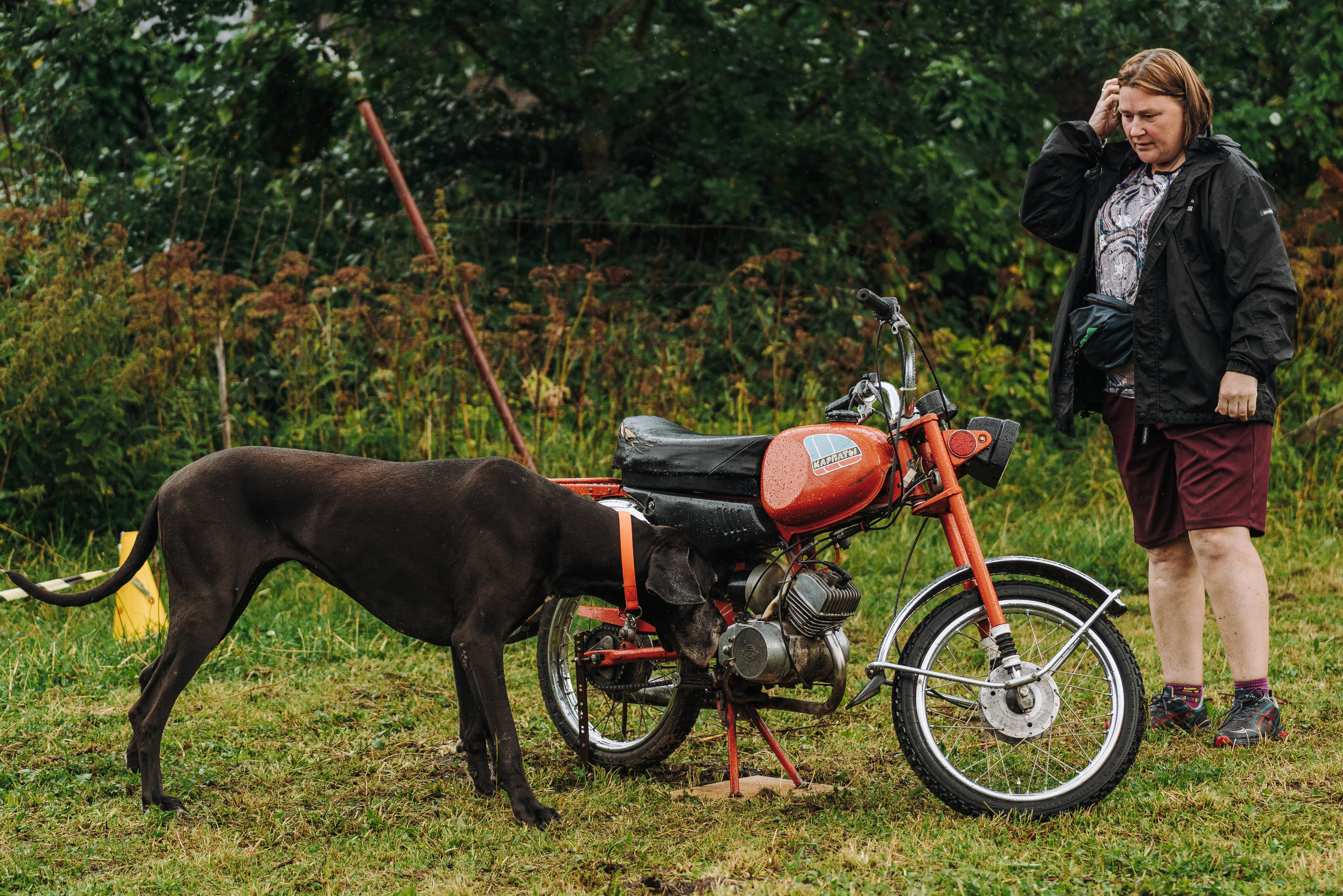 Соревнования по ноузворку в Новожилово. Фотограф анималист в Спб недорого Олеся Майорова