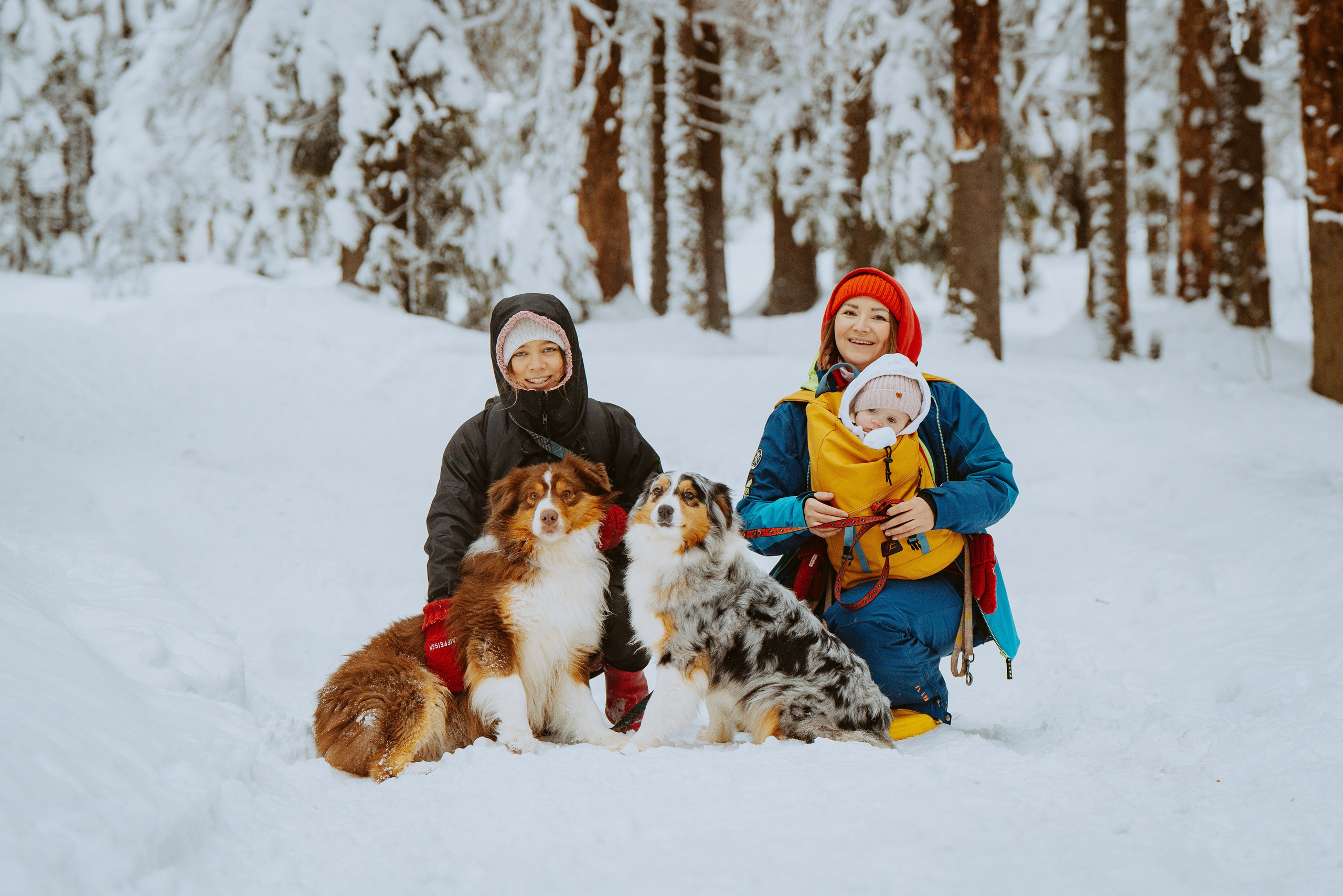 Дог трекинг. Фотограф анималист в Спб недорого Олеся Майорова