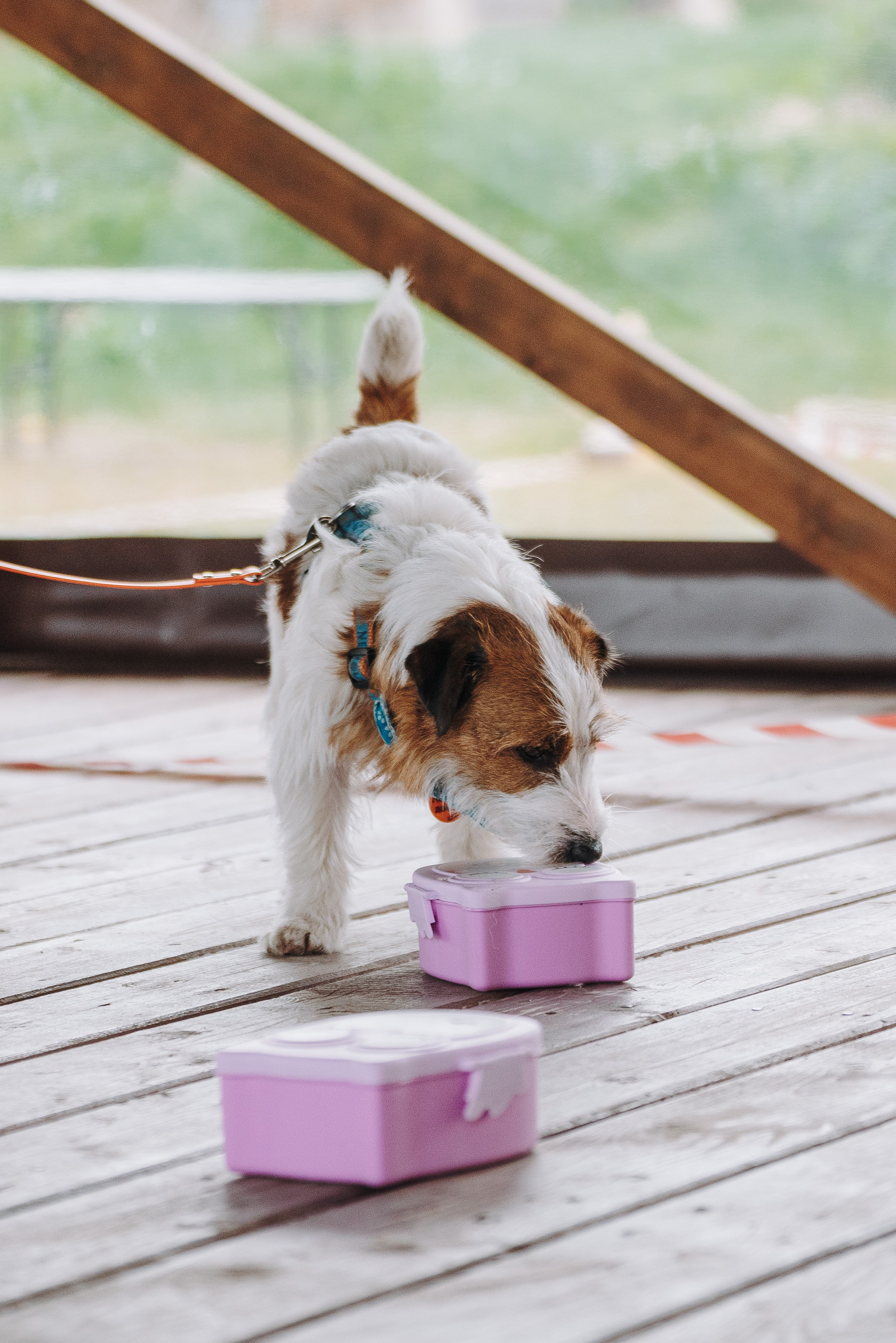 Соревнования по ноузворку в Лосево. Фотограф анималист в Спб недорого Олеся Майорова