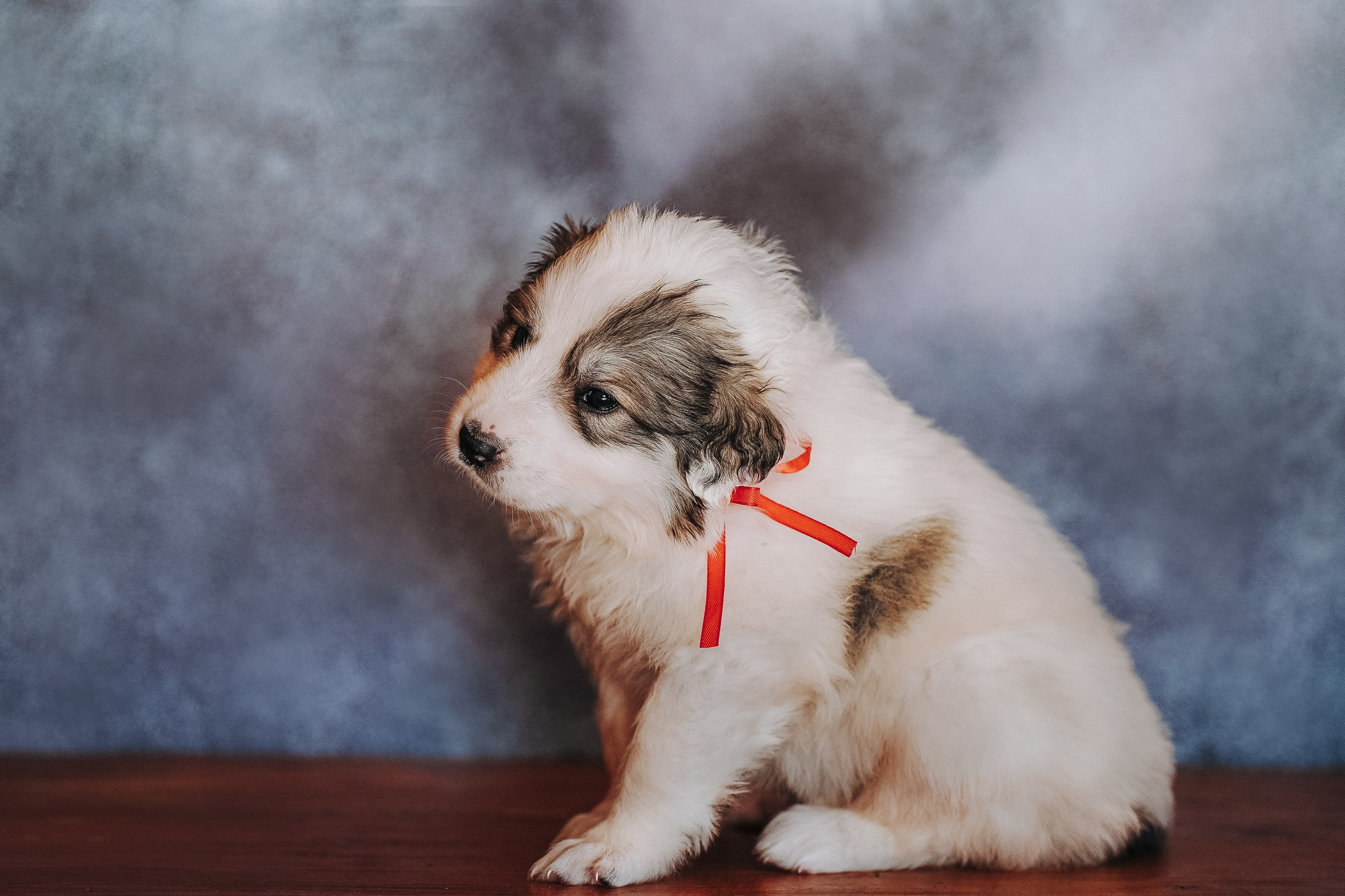 Пиренейские горные. Фотограф анималист в Спб недорого Олеся Майорова