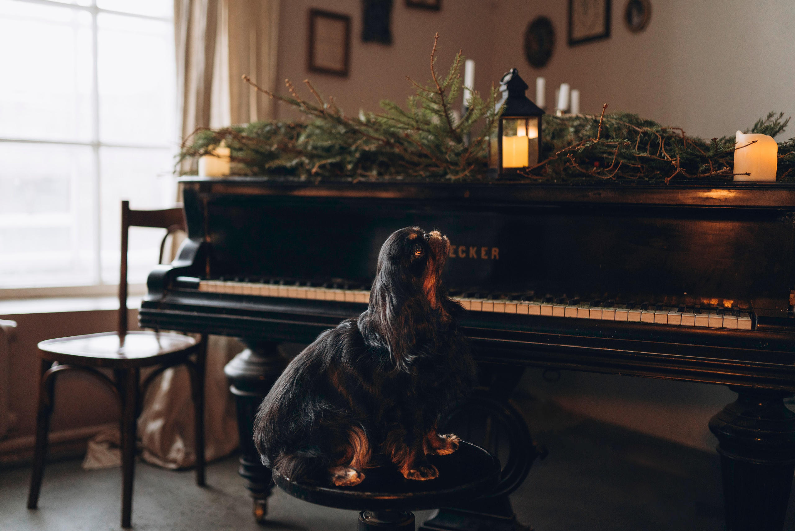 Ариша и её семья. Фотограф анималист в Спб недорого Олеся Майорова