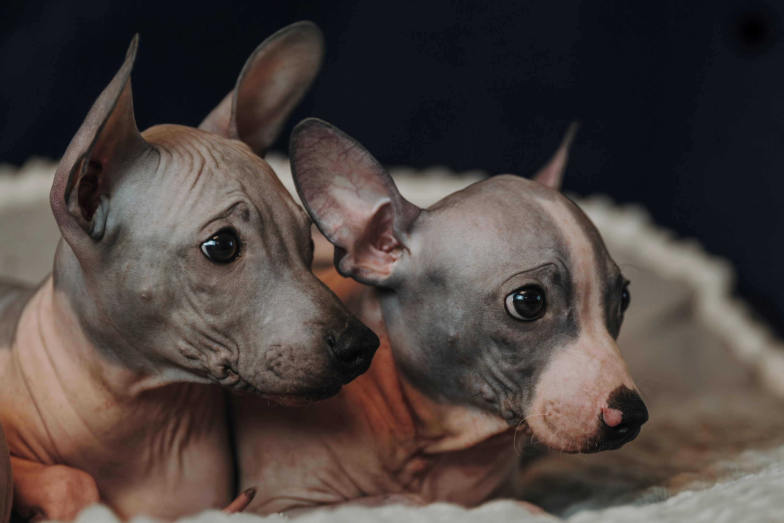 Малыши американского голого терьера. Фотограф анималист в Спб недорого Олеся Майорова