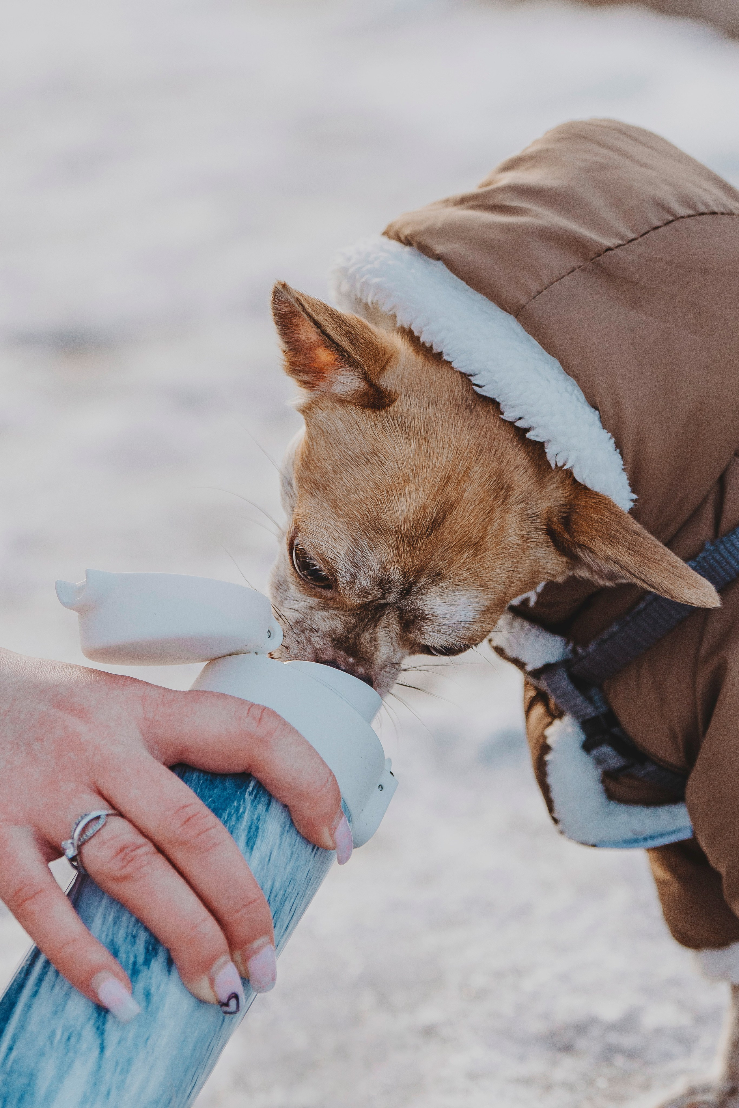 Наталия и Боря. Фотограф анималист в Спб недорого Олеся Майорова