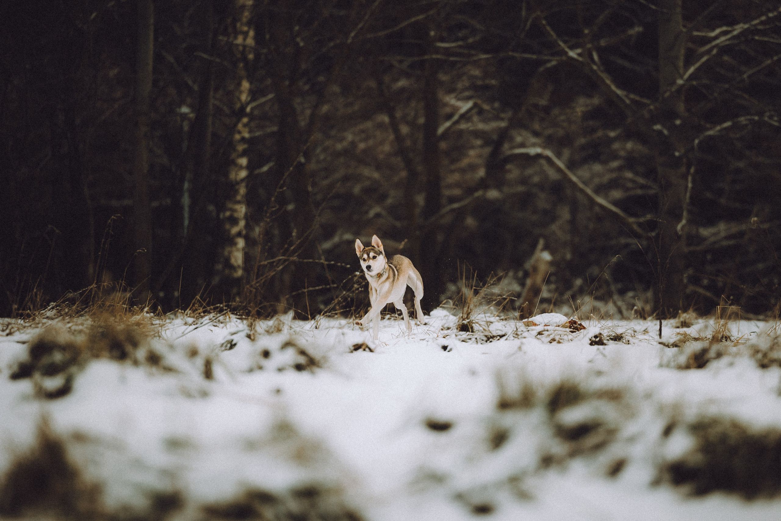 Аня и Рокси