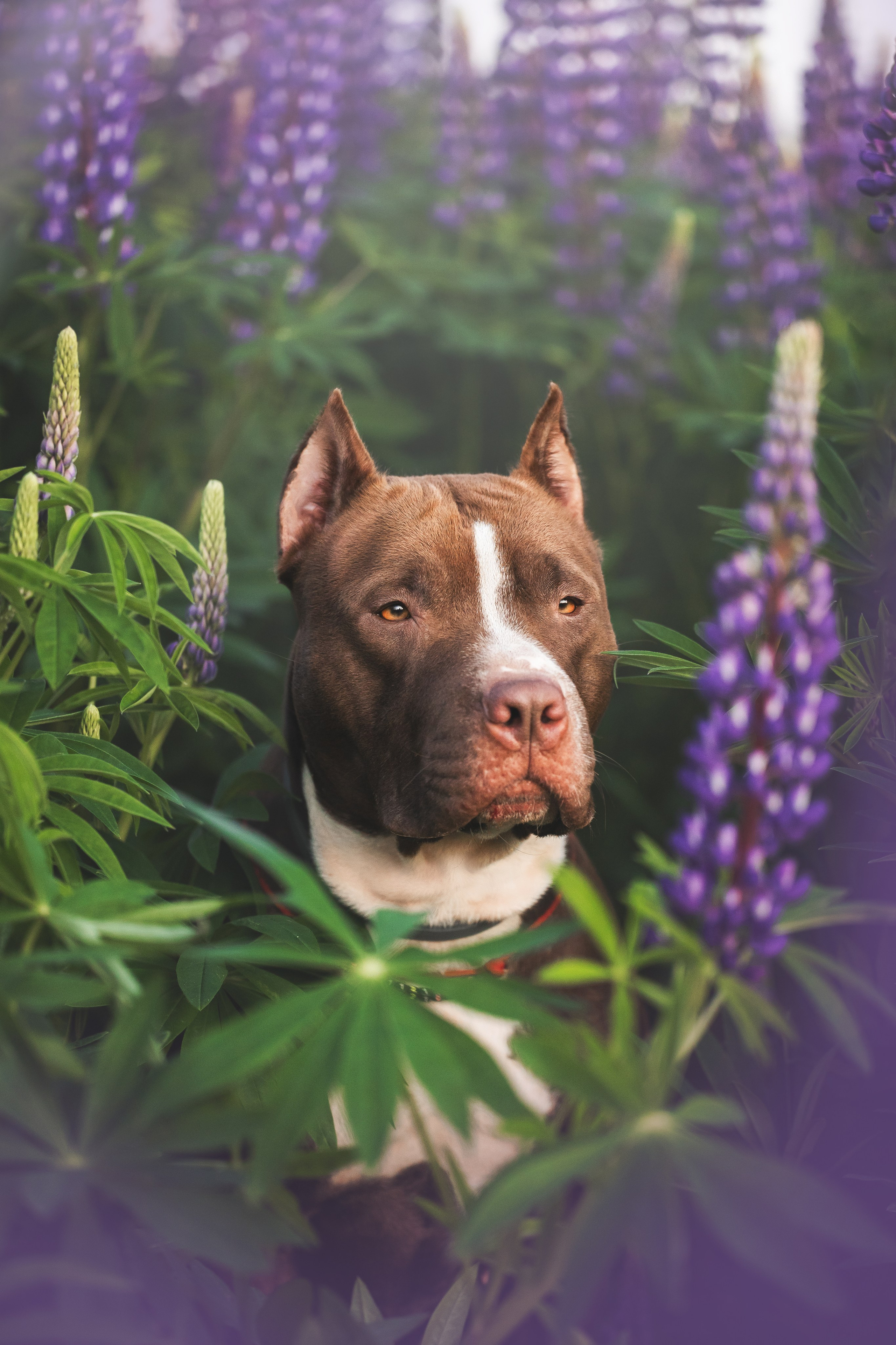 Фотопрогулки. Фотограф для людей и их питомцев Вика Шальнева