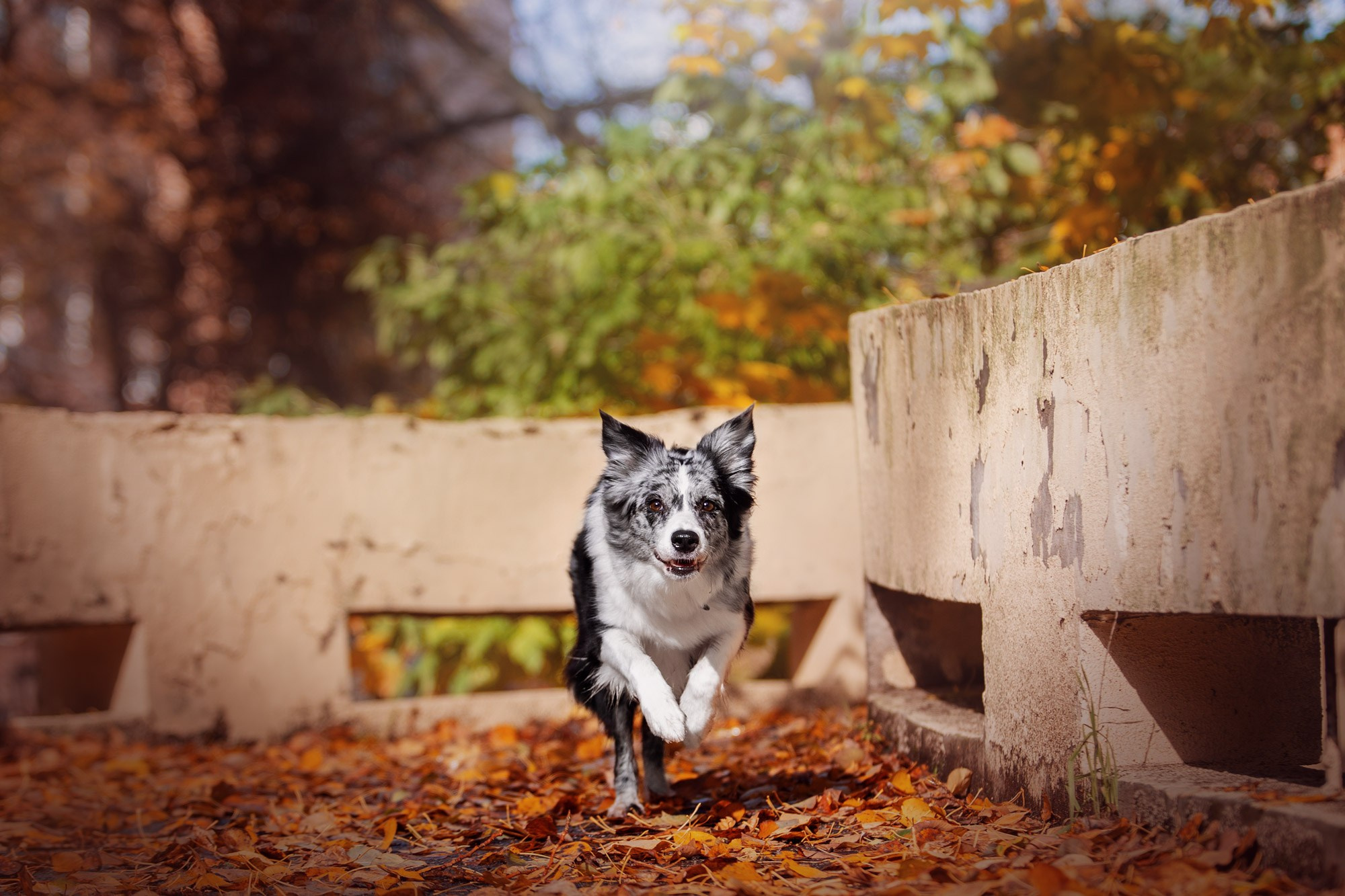 Оди и Юки. Фотограф анималист Кузнецова Анна Нижний Новгород