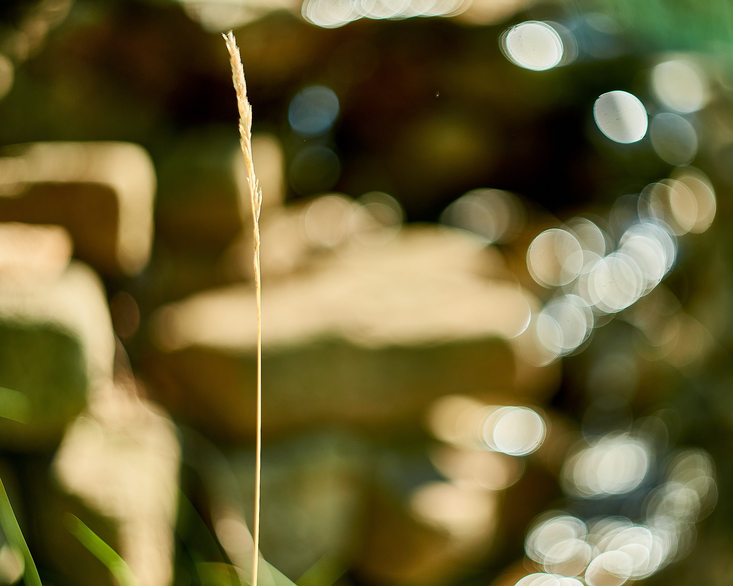 Nikon D850+Helios 44-2 2/58