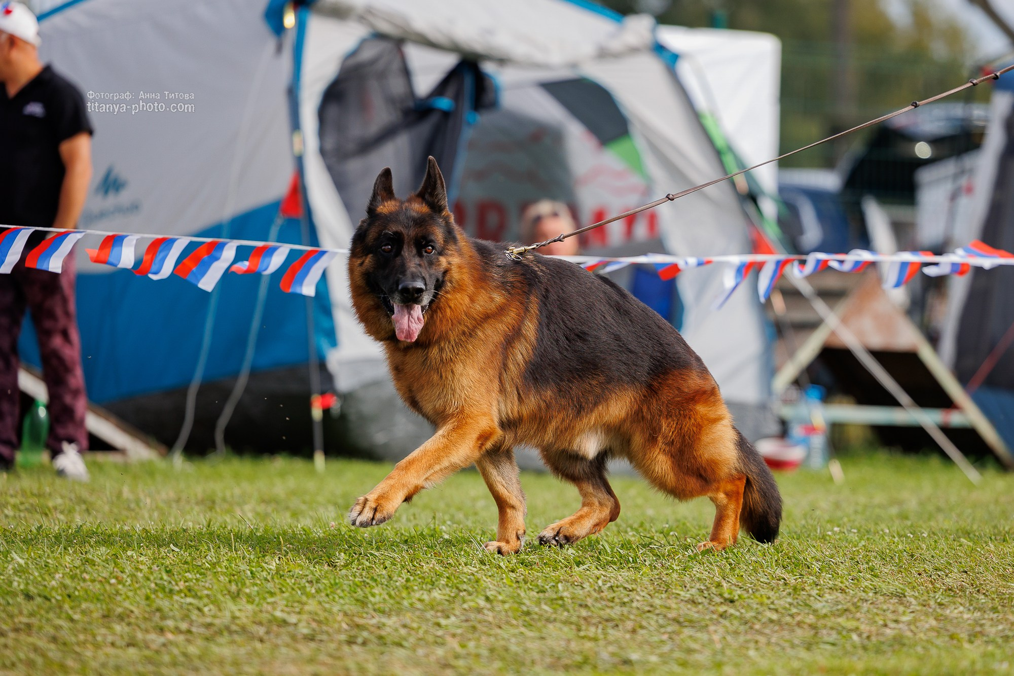 Немецкие овчарки: фото из рингов и вне ринга, мутпроба (фотографии с выставок). Фотограф собак, фотограф-анималист Аня Титова (Titanya). Москва