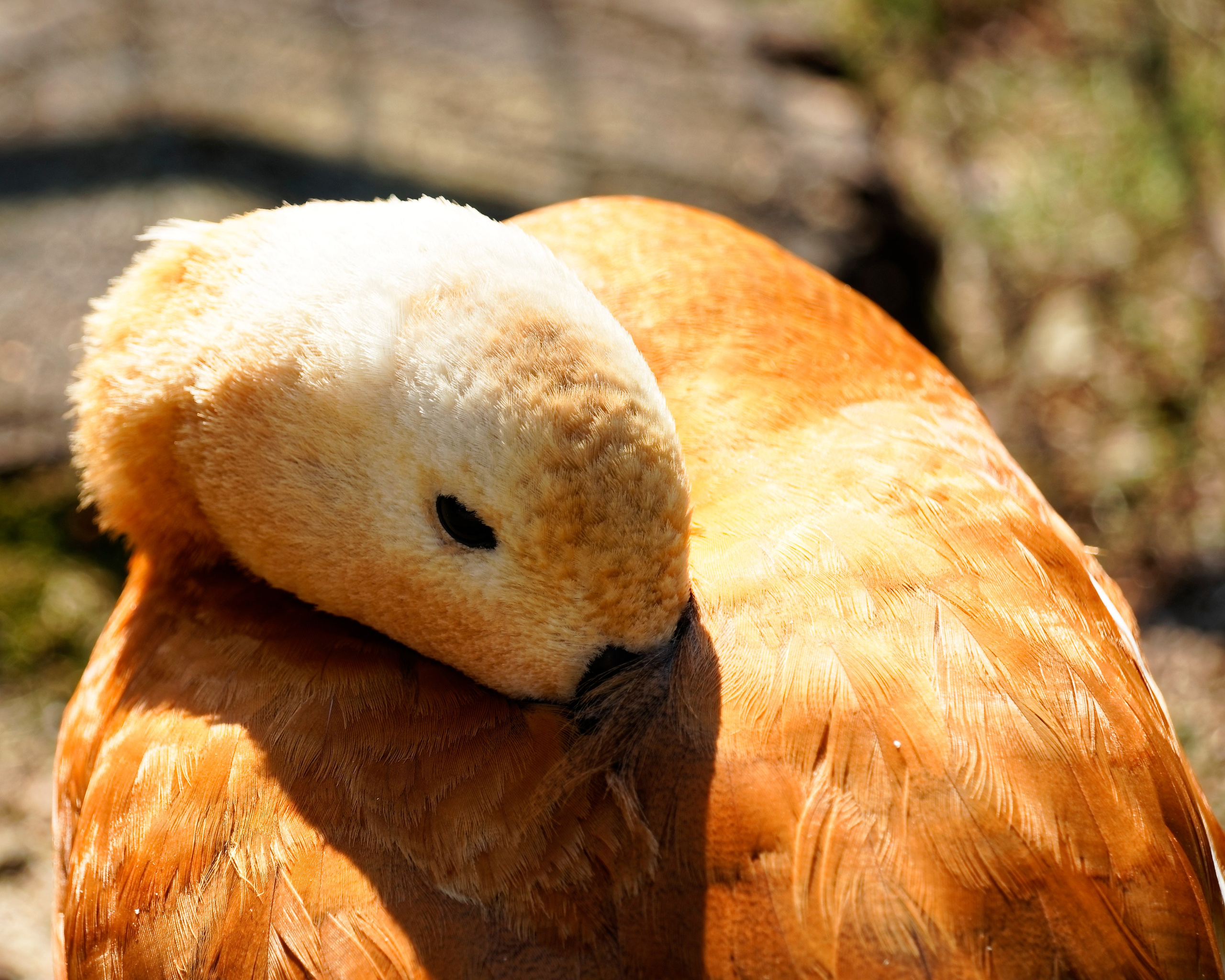 МОСКОВСКИЙ ЗООПАРК. Фотограф Владимир Роля