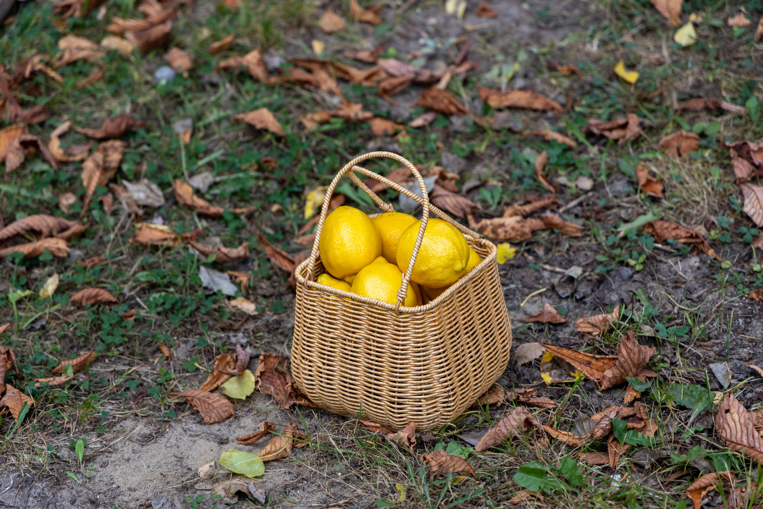 Жёлтая осень и ретро-велосипед. Репортажный, семейный и студийный фотограф в Москве Демин Алексей