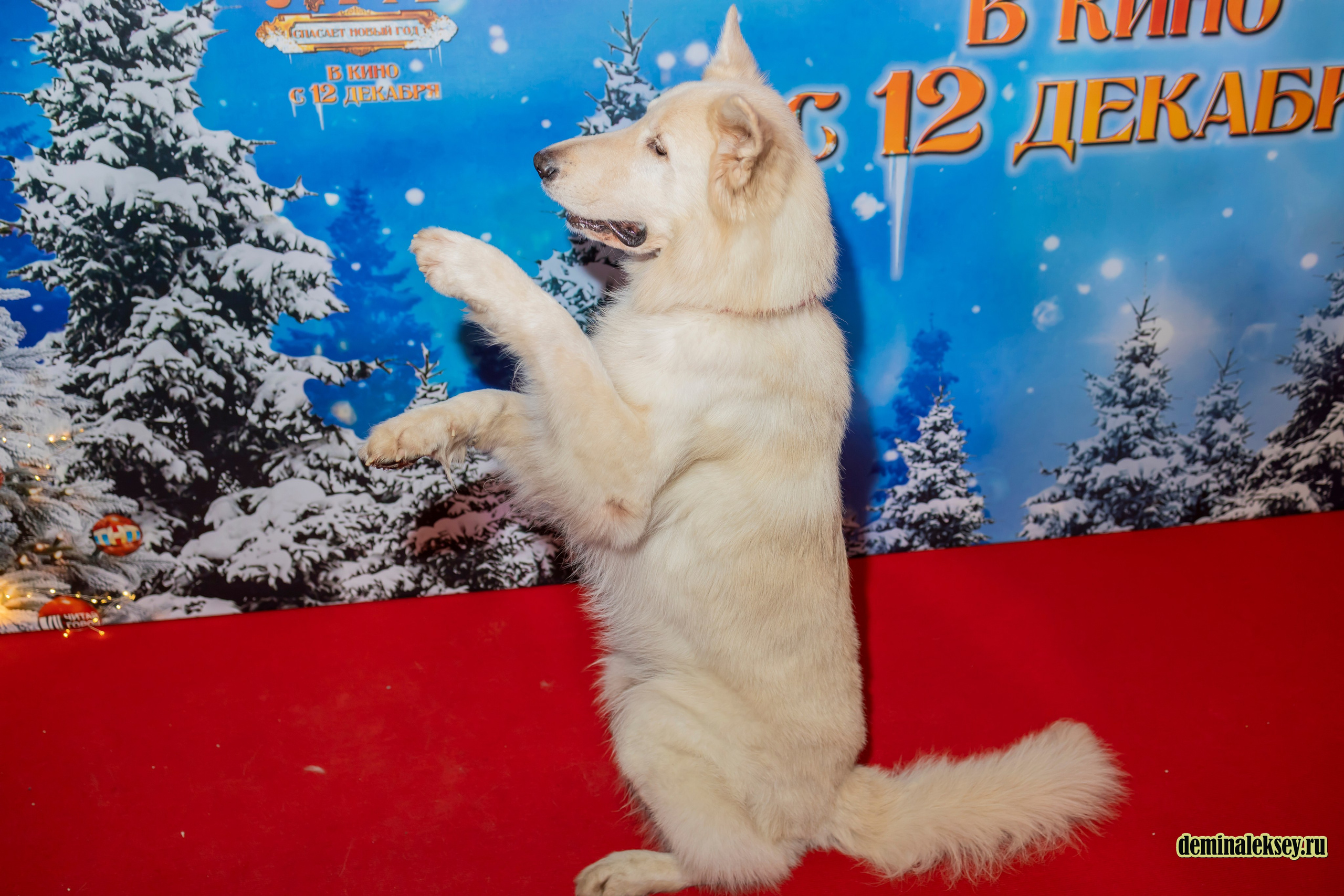 Премьера фильма БАБА ЯГА СПАСАЕТ НОВЫЙ ГОД 9 декабря 2024 Каро 11 Октябрь. Репортажный, семейный и студийный фотограф в Москве Демин Алексей