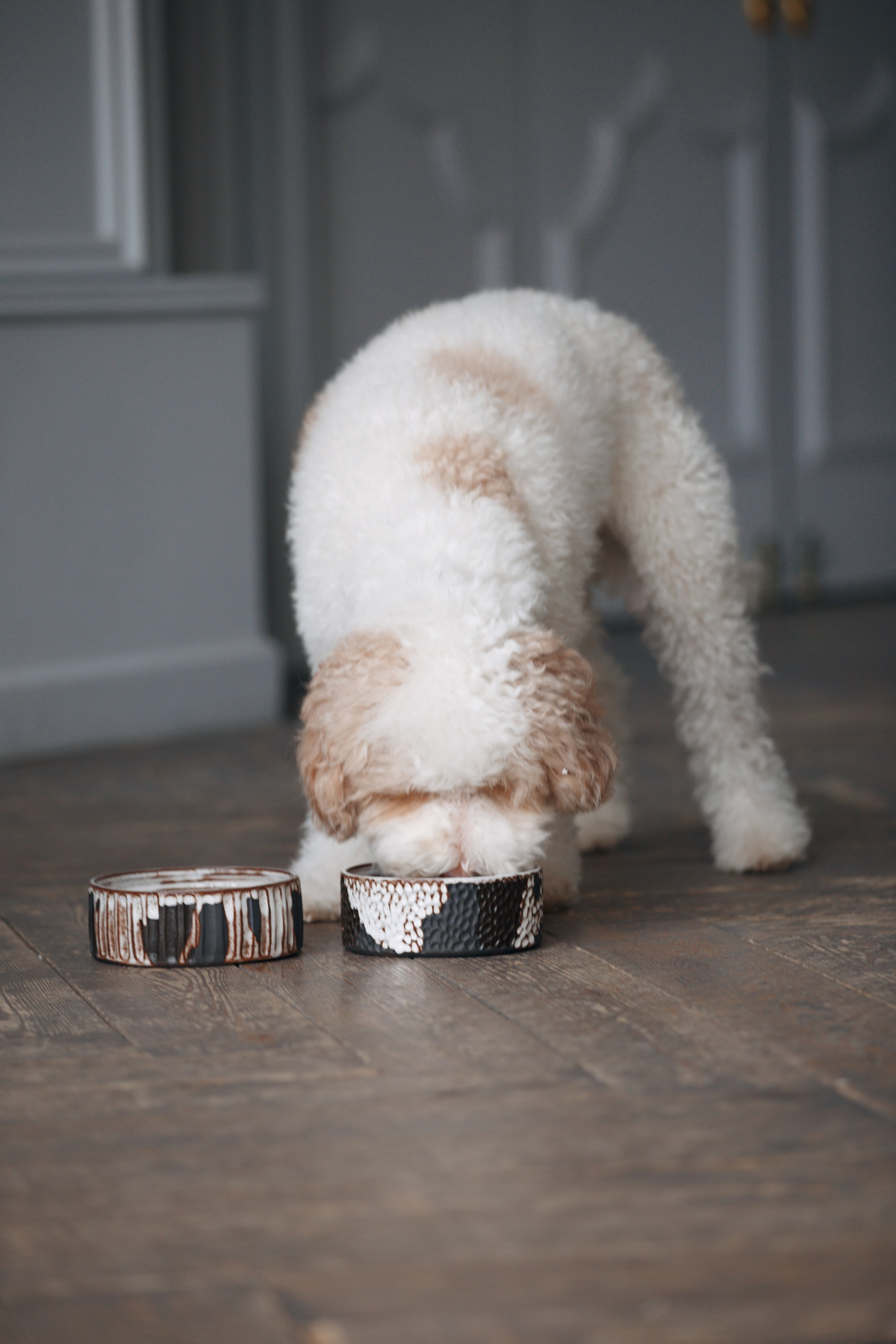 Bmbh лежанки и адресники. Фотограф анималист Кристина Карпова, Москва