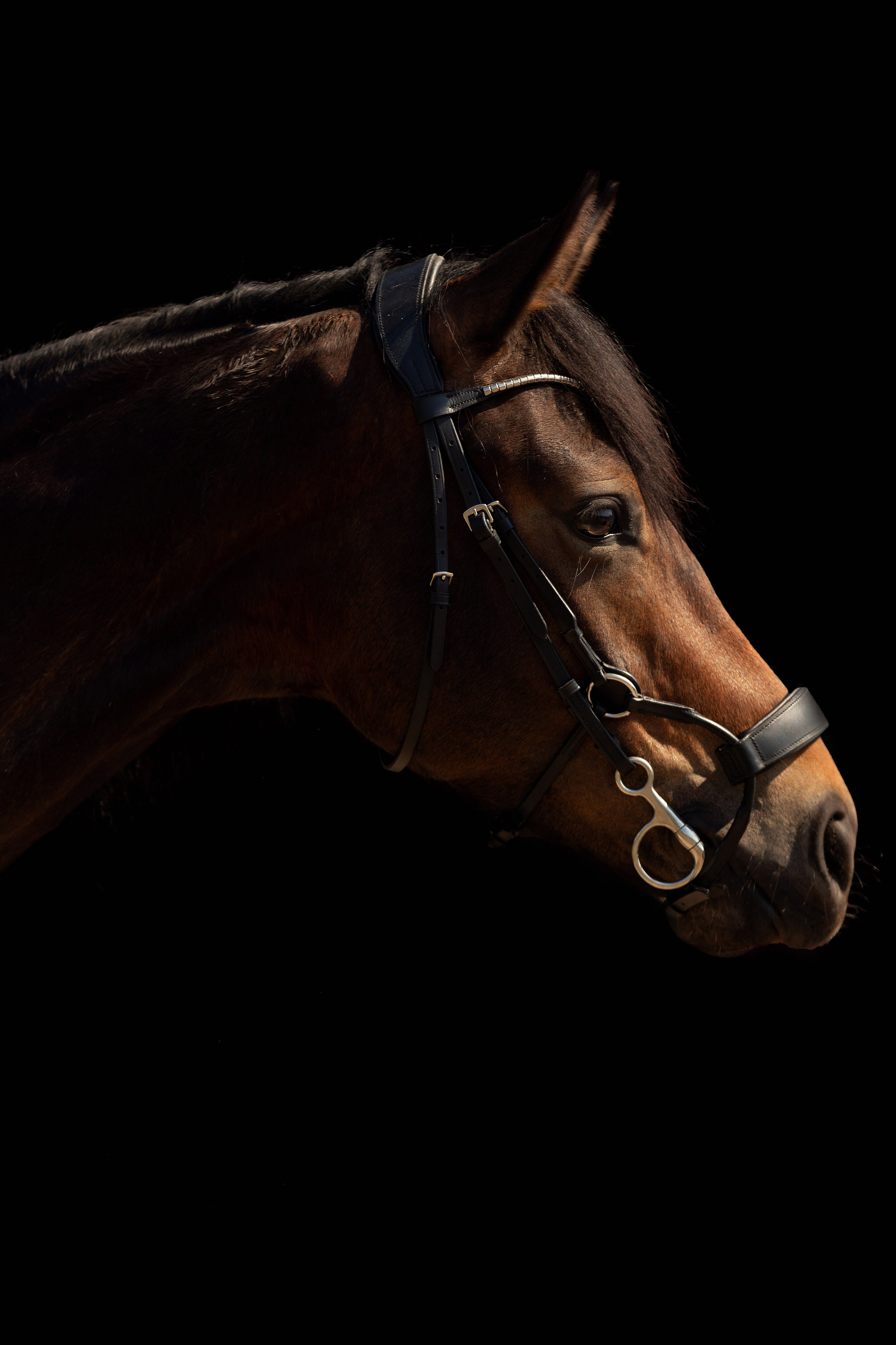 Лошади. Конный фотограф Валынкина Лера