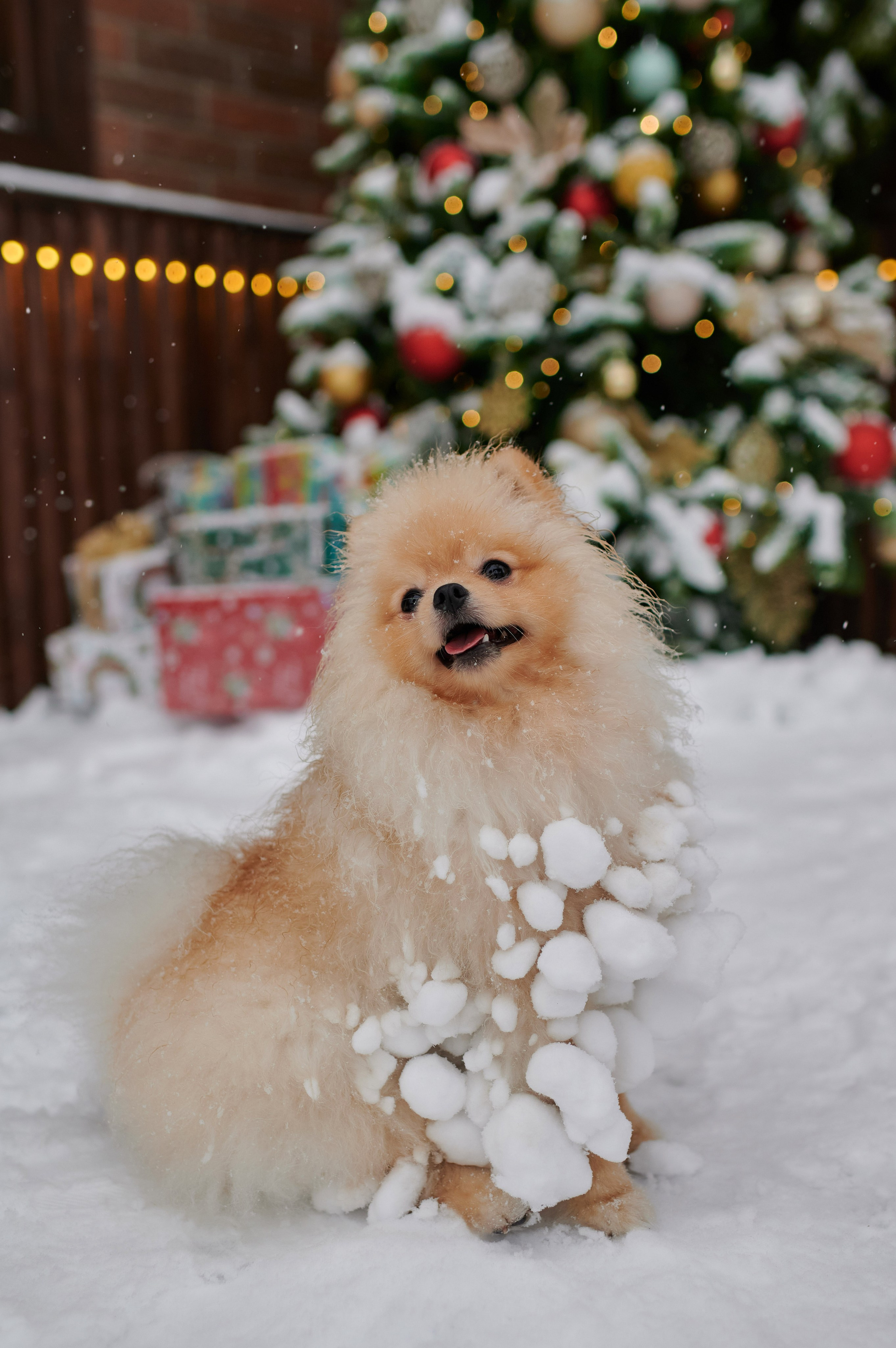 Александра и Егор. Портретный, семейный и свадебный фотограф в Санкт-Петербурге и в Москве Ширяев Денис