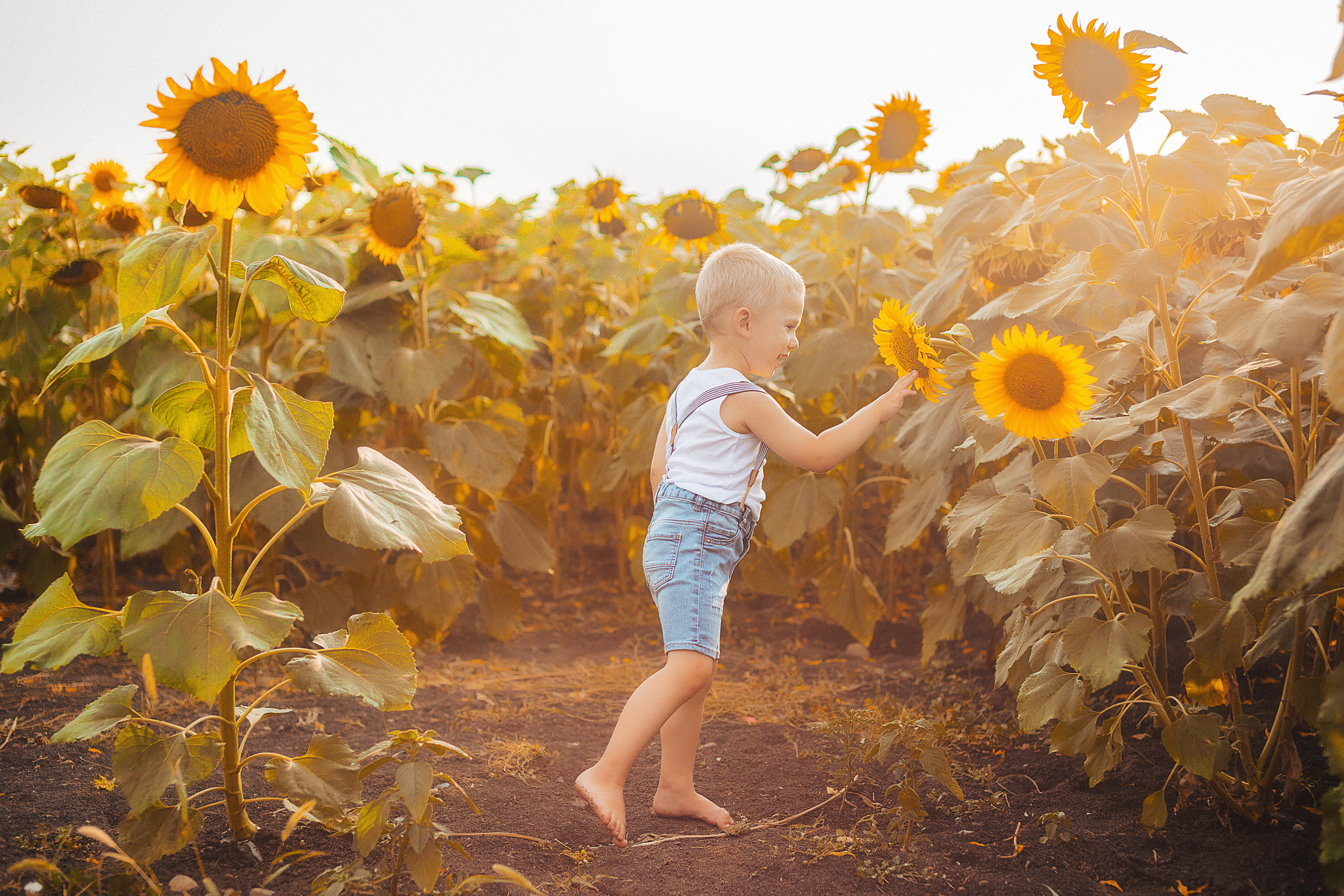 Подсолнухи. Свадебный и семейный фотограф/видеограф в Краснодаре Наталья Осинская